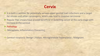 Cervix
►It is both a sentinel for potentially serious upper genital tract infections and a target
for viruses and other carcinogens, which may lead to invasive carcinoma
►Regular Pap smears have proved beneficial in detecting cancer at the early stage with
increase in the survival
►Pathology
v Metaplasia, Inflammatory (Cervicitis)
v Cervical neoplasia: Benign ( Polyps, Microglandular hyperplasia) ; Malignant
 