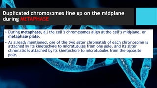 Lecture2-Chromosomes-Mitosis-and-Meiosis | PDF