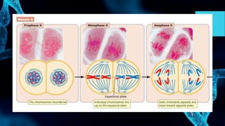 Metafaze Lecture2-Chromosomes-Mitosis-and-Meiosis | PDF