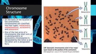 Lecture2-Chromosomes-Mitosis-and-Meiosis | PDF