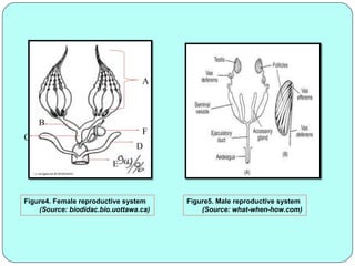 Comprehensive Overview of Insect Growth, Development, and Reproduction ...