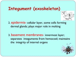 Comprehensive Overview of Insect Growth, Development, and Reproduction ...
