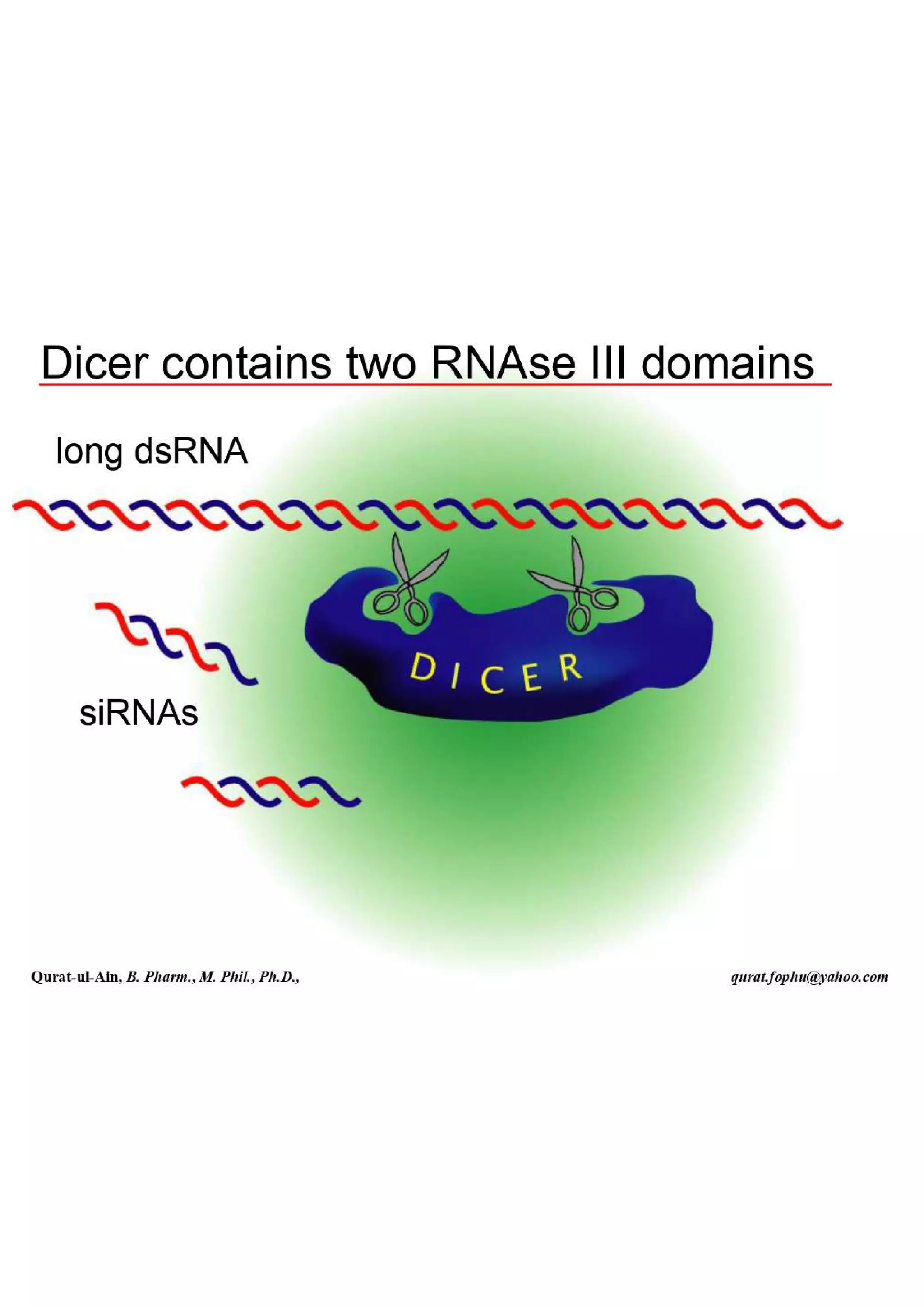 Lecture.2.part.1 Structure and Function of Nucleic Acid