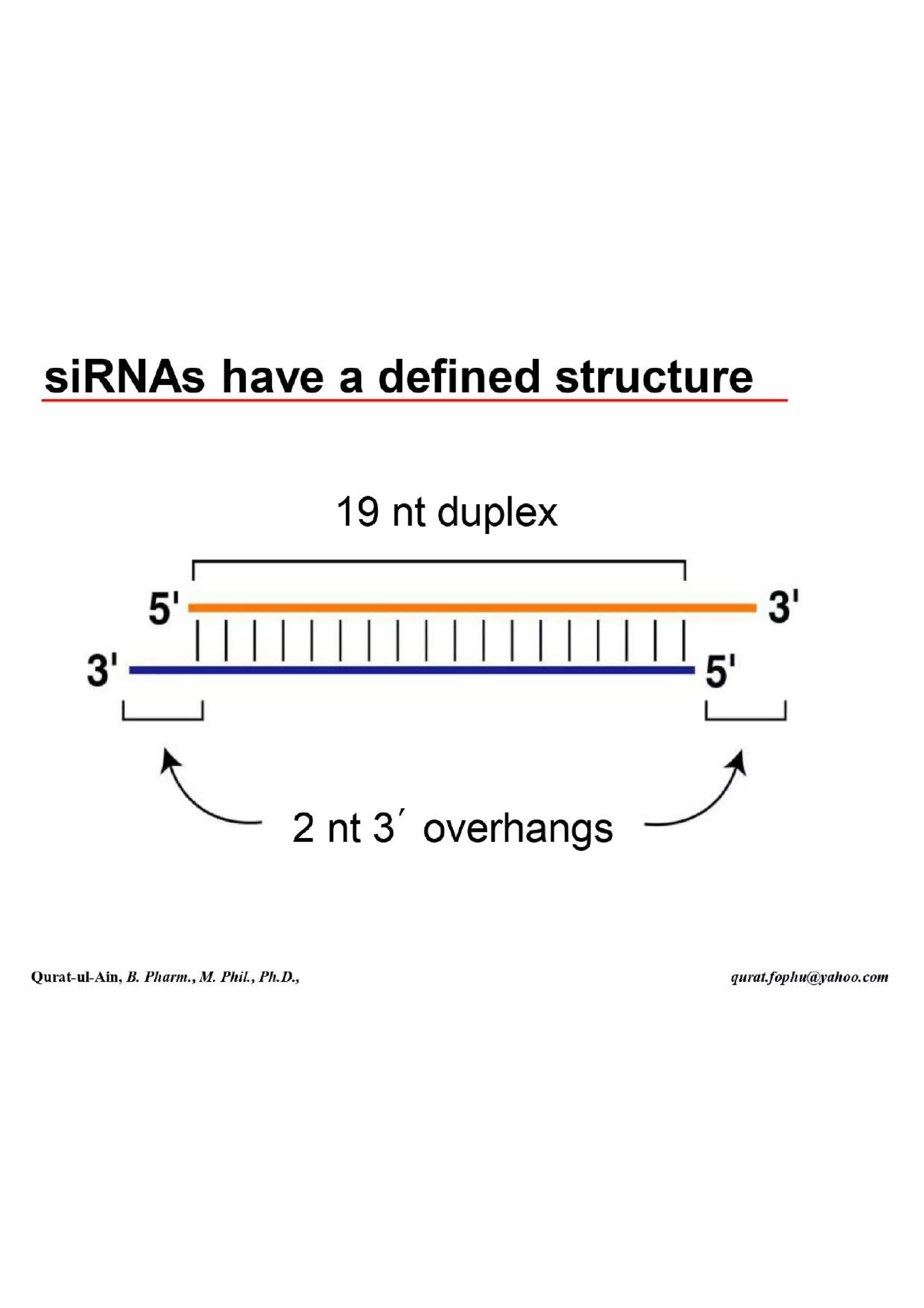 Lecture.2.part.1 Structure and Function of Nucleic Acid