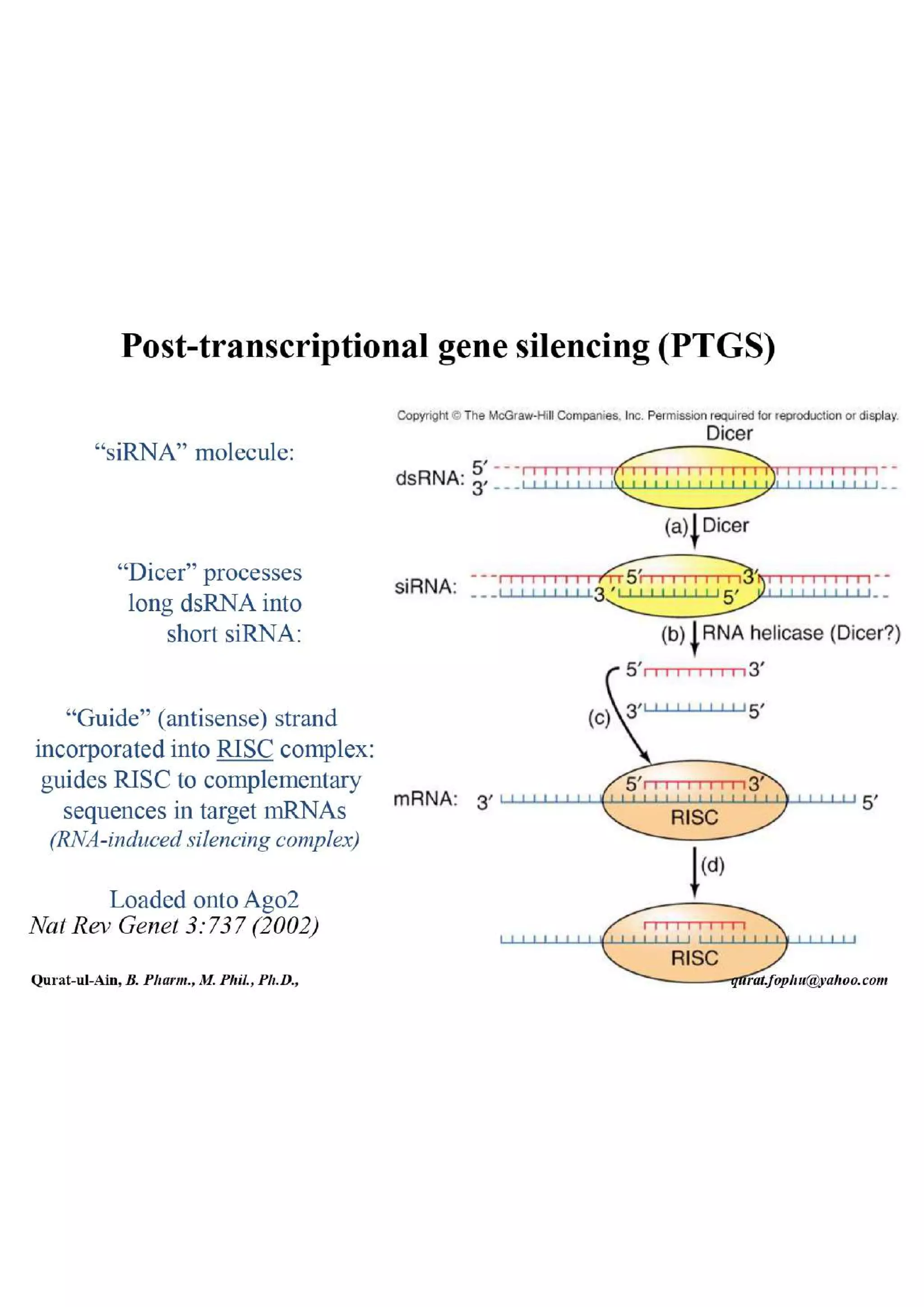 Lecture.2.part.1 Structure and Function of Nucleic Acid