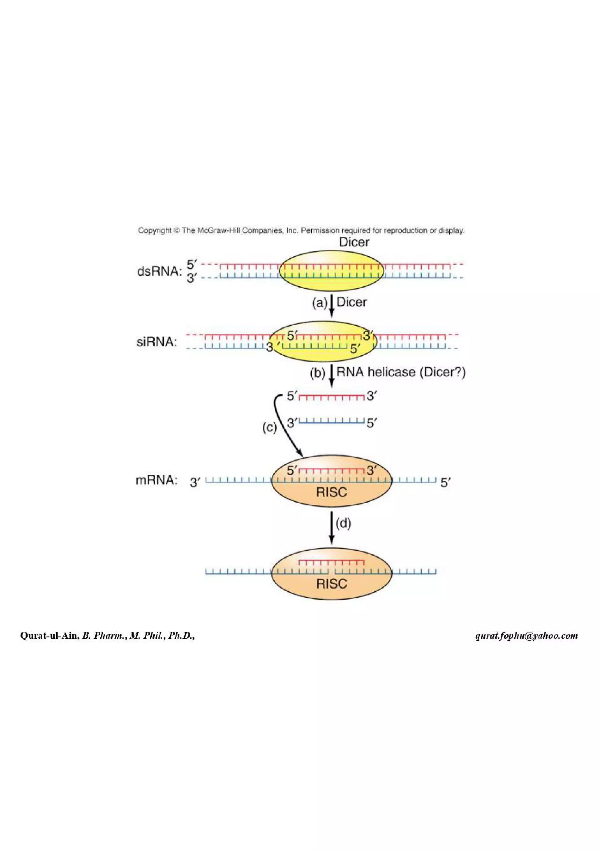 Lecture.2.part.1 Structure and Function of Nucleic Acid