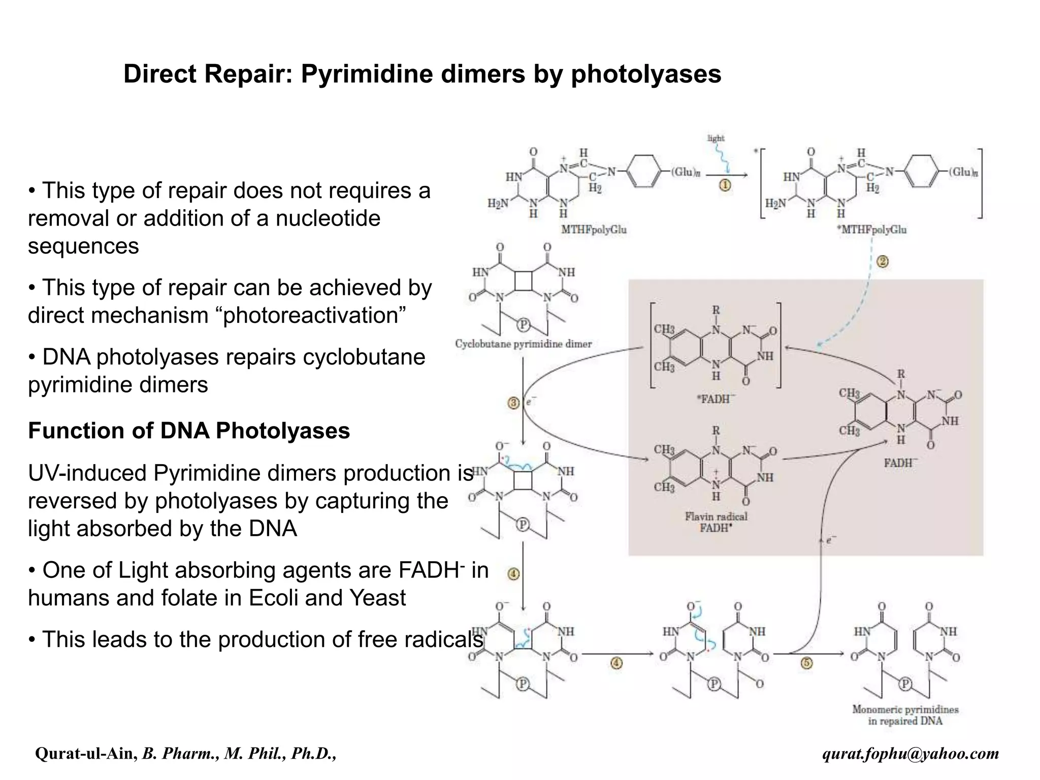 Direct Repair: Pyrimidine dimers by photolyases
• This type of repair does not requires a
removal or addition of a nucleotide
sequences
• This type of repair can be achieved by
direct mechanism “photoreactivation”
• DNA photolyases repairs cyclobutane
pyrimidine dimers
Function of DNA Photolyases
UV-induced Pyrimidine dimers production is
reversed by photolyases by capturing the
light absorbed by the DNA
• One of Light absorbing agents are FADH- in
humans and folate in Ecoli and Yeast
• This leads to the production of free radicals
Qurat-ul-Ain, B. Pharm., M. Phil., Ph.D., qurat.fophu@yahoo.com
 