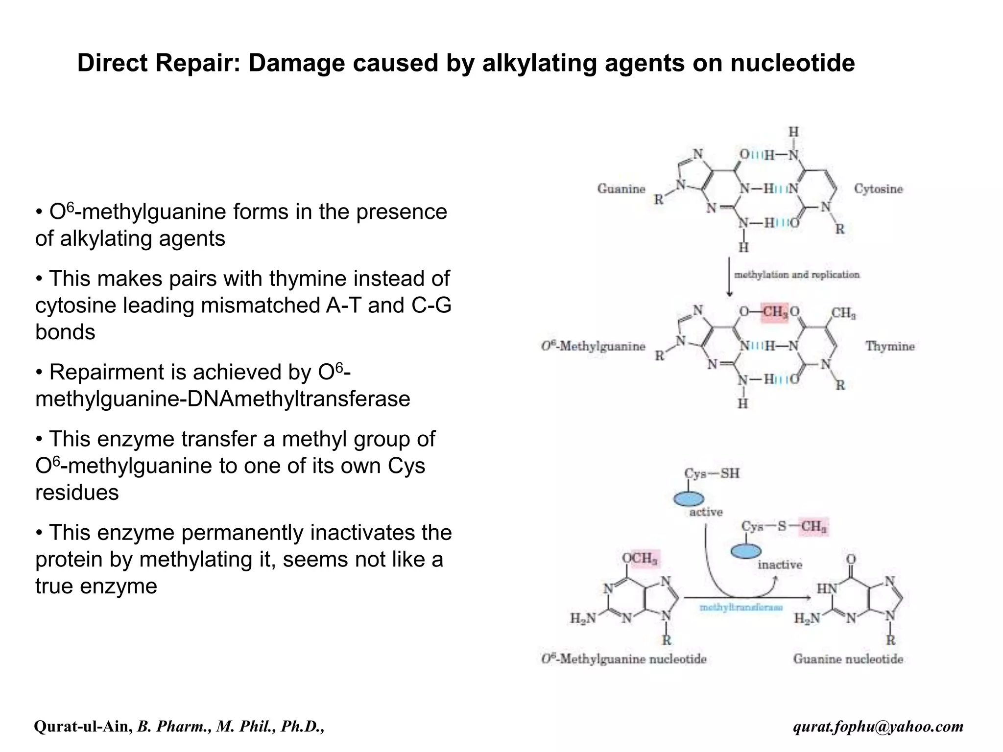 • O6-methylguanine forms in the presence
of alkylating agents
• This makes pairs with thymine instead of
cytosine leading mismatched A-T and C-G
bonds
• Repairment is achieved by O6-
methylguanine-DNAmethyltransferase
• This enzyme transfer a methyl group of
O6-methylguanine to one of its own Cys
residues
• This enzyme permanently inactivates the
protein by methylating it, seems not like a
true enzyme
Direct Repair: Damage caused by alkylating agents on nucleotide
Qurat-ul-Ain, B. Pharm., M. Phil., Ph.D., qurat.fophu@yahoo.com
 