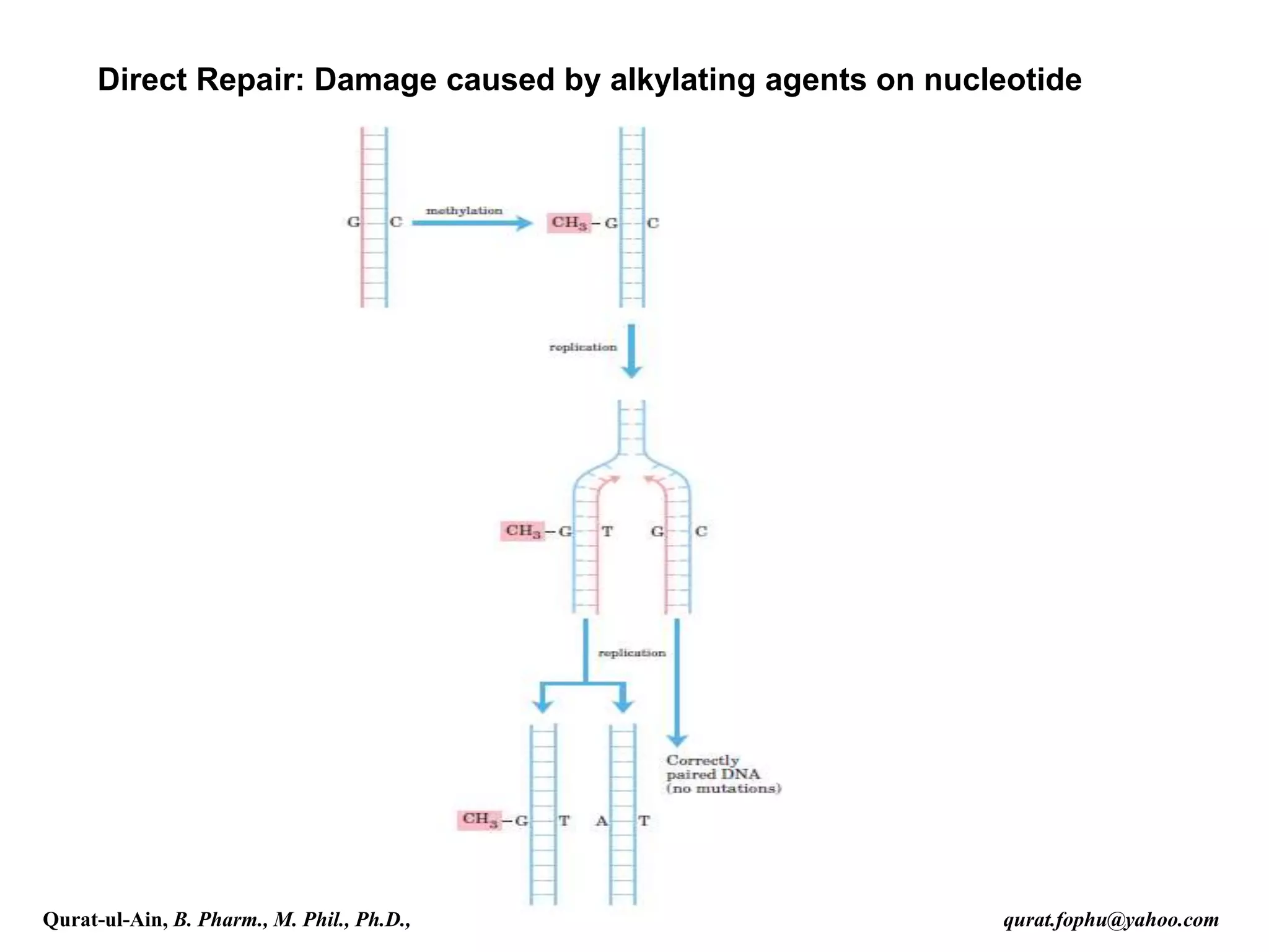 Direct Repair: Damage caused by alkylating agents on nucleotide
Qurat-ul-Ain, B. Pharm., M. Phil., Ph.D., qurat.fophu@yahoo.com
 