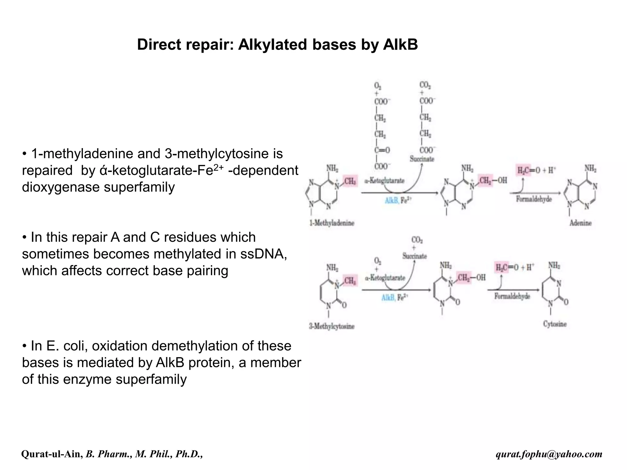 Direct repair: Alkylated bases by AlkB
• 1-methyladenine and 3-methylcytosine is
repaired by ά-ketoglutarate-Fe2+ -dependent
dioxygenase superfamily
• In this repair A and C residues which
sometimes becomes methylated in ssDNA,
which affects correct base pairing
• In E. coli, oxidation demethylation of these
bases is mediated by AlkB protein, a member
of this enzyme superfamily
Qurat-ul-Ain, B. Pharm., M. Phil., Ph.D., qurat.fophu@yahoo.com
 