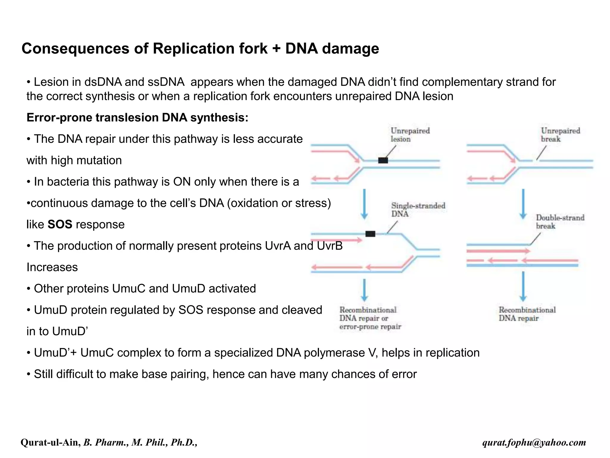 Consequences of Replication fork + DNA damage
• Lesion in dsDNA and ssDNA appears when the damaged DNA didn’t find complementary strand for
the correct synthesis or when a replication fork encounters unrepaired DNA lesion
Error-prone translesion DNA synthesis:
• The DNA repair under this pathway is less accurate
with high mutation
• In bacteria this pathway is ON only when there is a
•continuous damage to the cell’s DNA (oxidation or stress)
like SOS response
• The production of normally present proteins UvrA and UvrB
Increases
• Other proteins UmuC and UmuD activated
• UmuD protein regulated by SOS response and cleaved
in to UmuD’
• UmuD’+ UmuC complex to form a specialized DNA polymerase V, helps in replication
• Still difficult to make base pairing, hence can have many chances of error
Qurat-ul-Ain, B. Pharm., M. Phil., Ph.D., qurat.fophu@yahoo.com
 