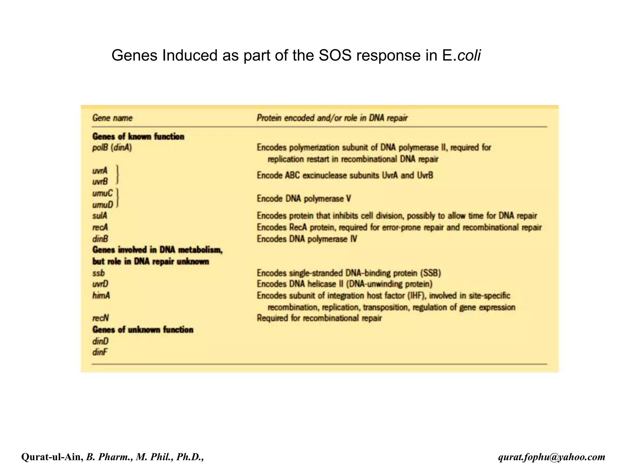 Genes Induced as part of the SOS response in E.coli
Qurat-ul-Ain, B. Pharm., M. Phil., Ph.D., qurat.fophu@yahoo.com
 