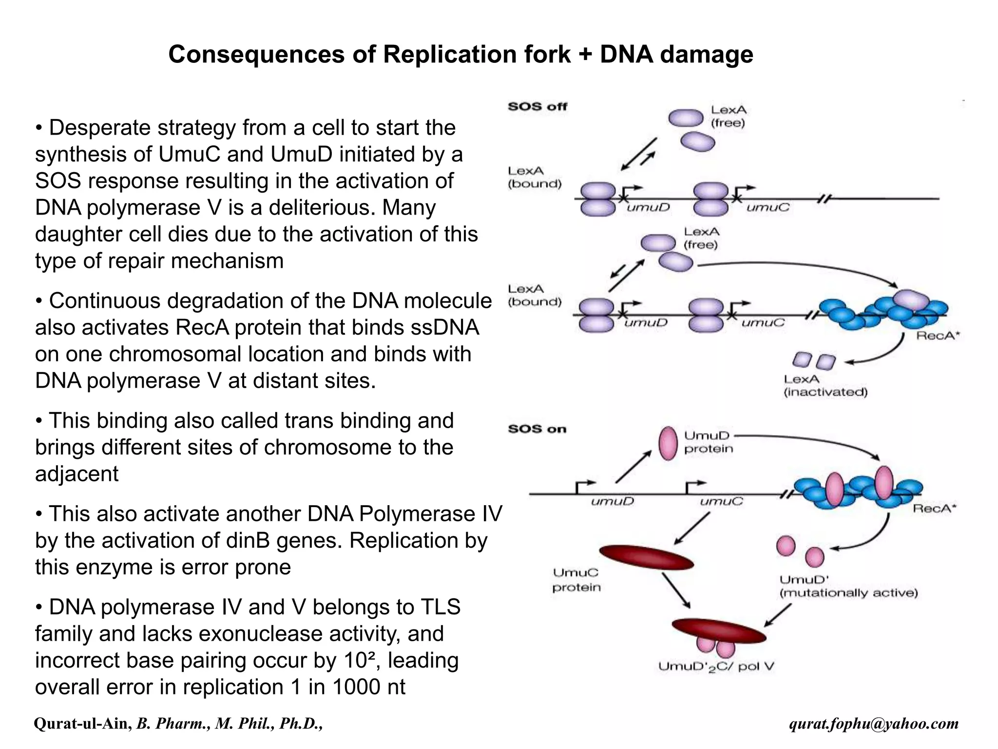 Consequences of Replication fork + DNA damage
• Desperate strategy from a cell to start the
synthesis of UmuC and UmuD initiated by a
SOS response resulting in the activation of
DNA polymerase V is a deliterious. Many
daughter cell dies due to the activation of this
type of repair mechanism
• Continuous degradation of the DNA molecule
also activates RecA protein that binds ssDNA
on one chromosomal location and binds with
DNA polymerase V at distant sites.
• This binding also called trans binding and
brings different sites of chromosome to the
adjacent
• This also activate another DNA Polymerase IV
by the activation of dinB genes. Replication by
this enzyme is error prone
• DNA polymerase IV and V belongs to TLS
family and lacks exonuclease activity, and
incorrect base pairing occur by 10², leading
overall error in replication 1 in 1000 nt
Qurat-ul-Ain, B. Pharm., M. Phil., Ph.D., qurat.fophu@yahoo.com
 