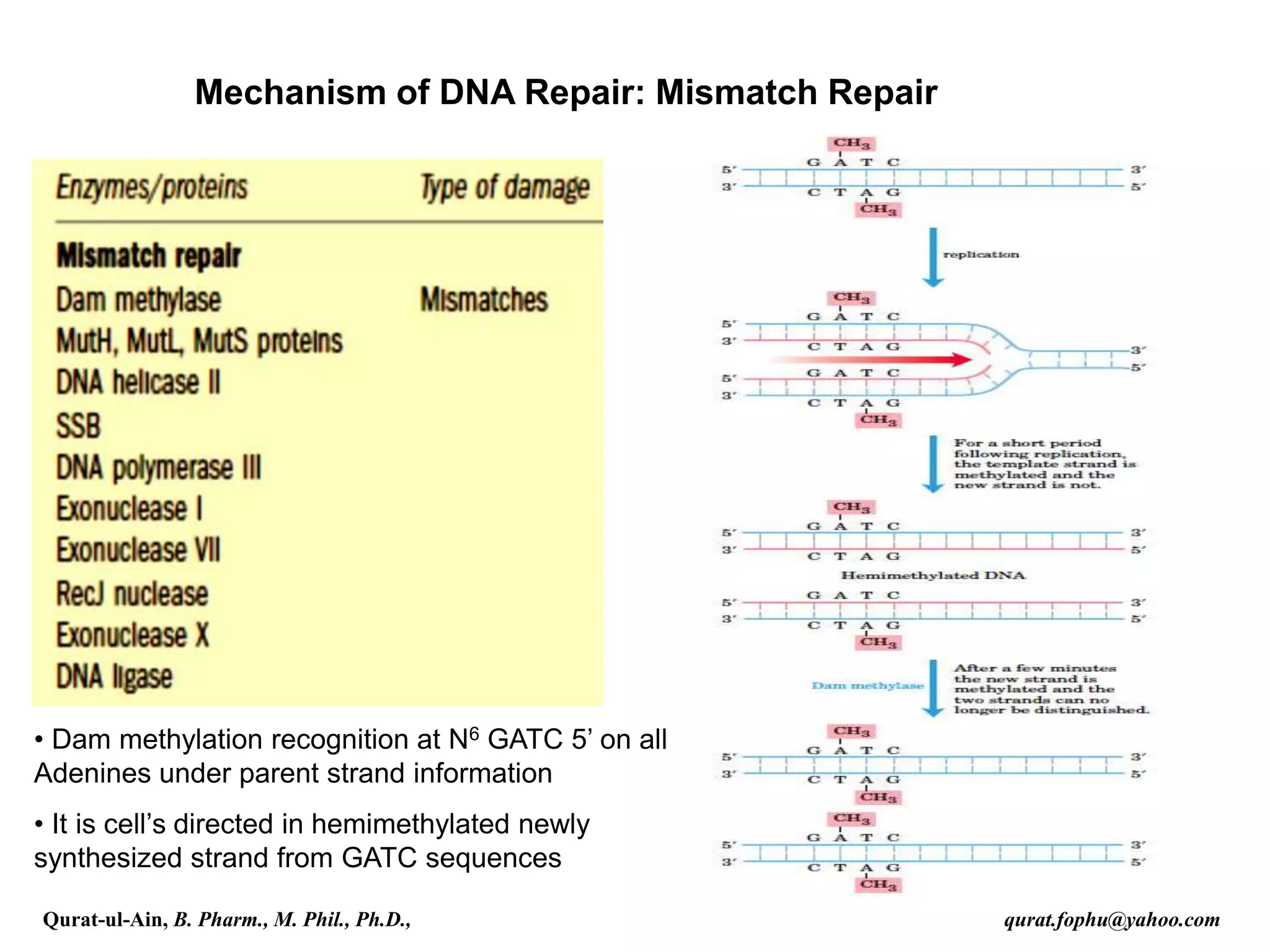 Mechanism of DNA Repair: Mismatch Repair
• Dam methylation recognition at N6 GATC 5’ on all
Adenines under parent strand information
• It is cell’s directed in hemimethylated newly
synthesized strand from GATC sequences
Qurat-ul-Ain, B. Pharm., M. Phil., Ph.D., qurat.fophu@yahoo.com
 