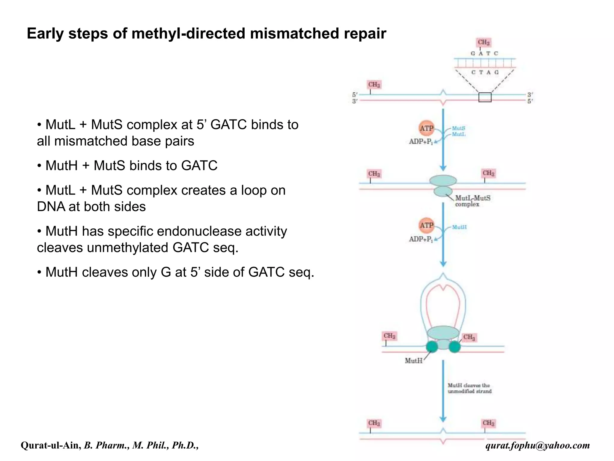 Early steps of methyl-directed mismatched repair
• MutL + MutS complex at 5’ GATC binds to
all mismatched base pairs
• MutH + MutS binds to GATC
• MutL + MutS complex creates a loop on
DNA at both sides
• MutH has specific endonuclease activity
cleaves unmethylated GATC seq.
• MutH cleaves only G at 5’ side of GATC seq.
Qurat-ul-Ain, B. Pharm., M. Phil., Ph.D., qurat.fophu@yahoo.com
 