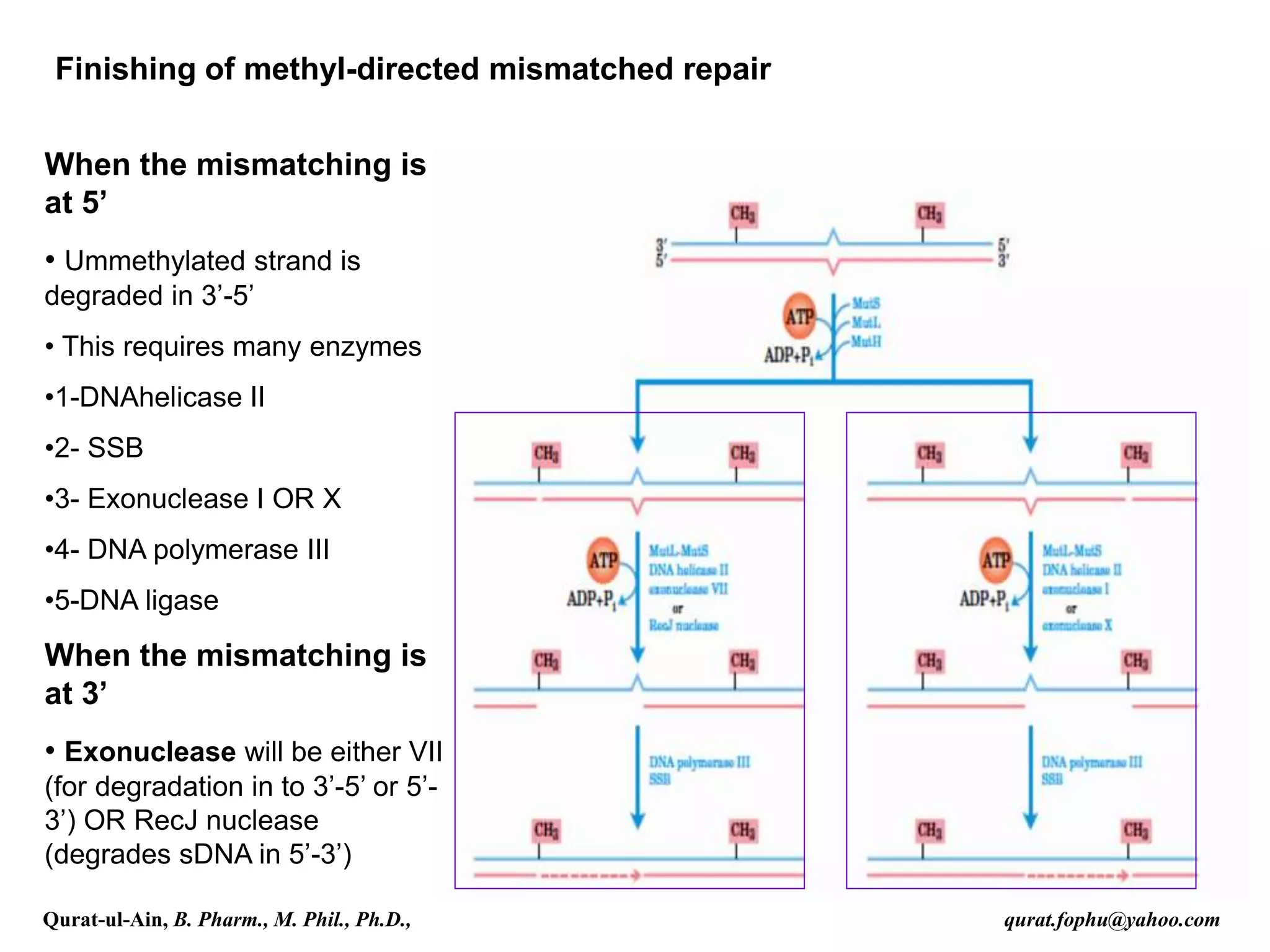 Finishing of methyl-directed mismatched repair
When the mismatching is
at 5’
• Ummethylated strand is
degraded in 3’-5’
• This requires many enzymes
•1-DNAhelicase II
•2- SSB
•3- Exonuclease I OR X
•4- DNA polymerase III
•5-DNA ligase
When the mismatching is
at 3’
• Exonuclease will be either VII
(for degradation in to 3’-5’ or 5’-
3’) OR RecJ nuclease
(degrades sDNA in 5’-3’)
Qurat-ul-Ain, B. Pharm., M. Phil., Ph.D., qurat.fophu@yahoo.com
 