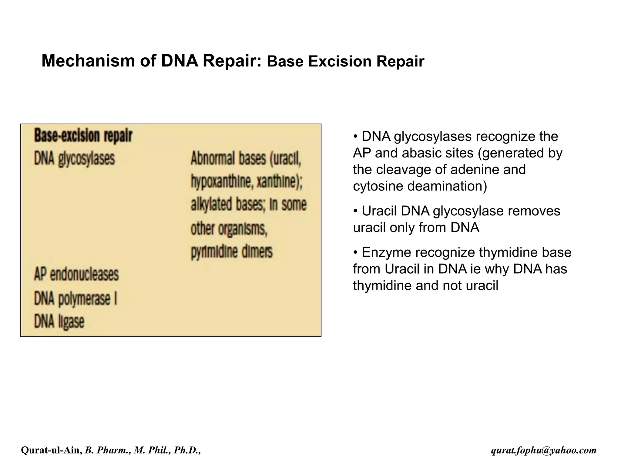 Mechanism of DNA Repair: Base Excision Repair
• DNA glycosylases recognize the
AP and abasic sites (generated by
the cleavage of adenine and
cytosine deamination)
• Uracil DNA glycosylase removes
uracil only from DNA
• Enzyme recognize thymidine base
from Uracil in DNA ie why DNA has
thymidine and not uracil
Qurat-ul-Ain, B. Pharm., M. Phil., Ph.D., qurat.fophu@yahoo.com
 