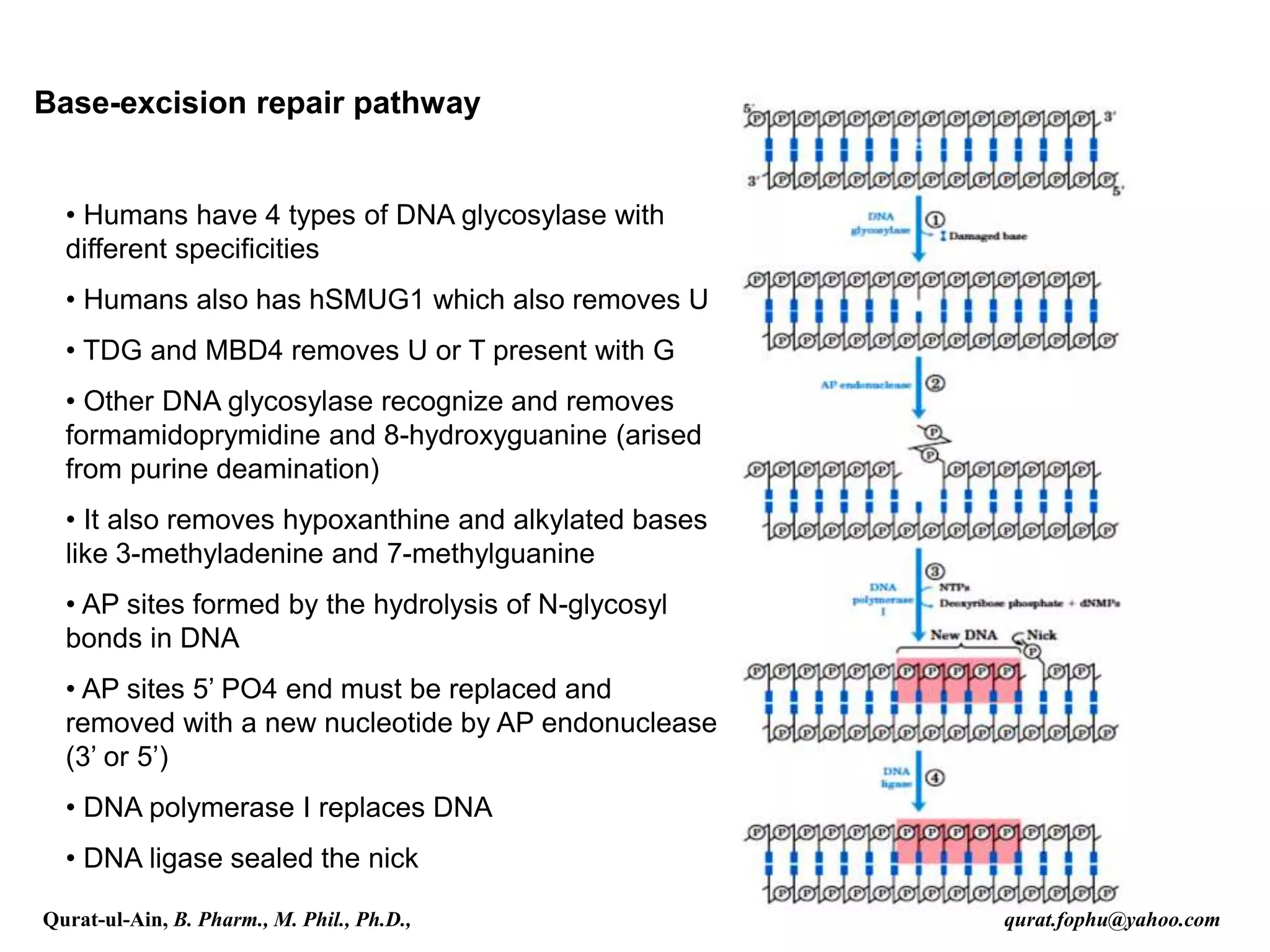 Base-excision repair pathway
• Humans have 4 types of DNA glycosylase with
different specificities
• Humans also has hSMUG1 which also removes U
• TDG and MBD4 removes U or T present with G
• Other DNA glycosylase recognize and removes
formamidoprymidine and 8-hydroxyguanine (arised
from purine deamination)
• It also removes hypoxanthine and alkylated bases
like 3-methyladenine and 7-methylguanine
• AP sites formed by the hydrolysis of N-glycosyl
bonds in DNA
• AP sites 5’ PO4 end must be replaced and
removed with a new nucleotide by AP endonuclease
(3’ or 5’)
• DNA polymerase I replaces DNA
• DNA ligase sealed the nick
Qurat-ul-Ain, B. Pharm., M. Phil., Ph.D., qurat.fophu@yahoo.com
 