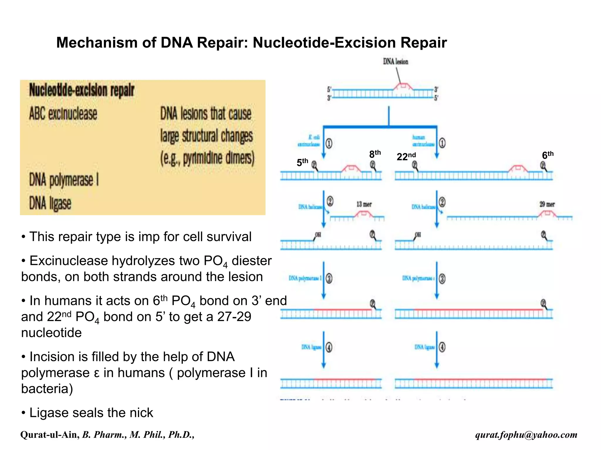 Mechanism of DNA Repair: Nucleotide-Excision Repair
• This repair type is imp for cell survival
• Excinuclease hydrolyzes two PO4 diester
bonds, on both strands around the lesion
• In humans it acts on 6th PO4 bond on 3’ end
and 22nd PO4 bond on 5’ to get a 27-29
nucleotide
• Incision is filled by the help of DNA
polymerase ε in humans ( polymerase I in
bacteria)
• Ligase seals the nick
6th
22nd
8th
5th
Qurat-ul-Ain, B. Pharm., M. Phil., Ph.D., qurat.fophu@yahoo.com
 