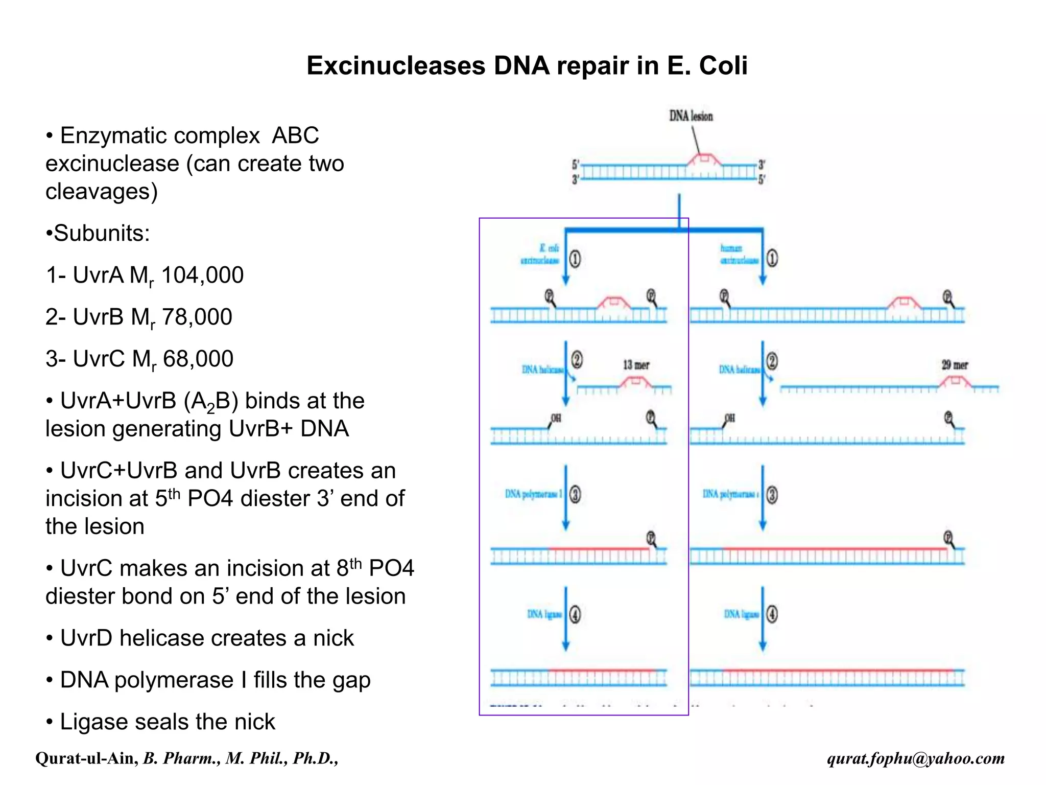 Excinucleases DNA repair in E. Coli
• Enzymatic complex ABC
excinuclease (can create two
cleavages)
•Subunits:
1- UvrA Mr 104,000
2- UvrB Mr 78,000
3- UvrC Mr 68,000
• UvrA+UvrB (A2B) binds at the
lesion generating UvrB+ DNA
• UvrC+UvrB and UvrB creates an
incision at 5th PO4 diester 3’ end of
the lesion
• UvrC makes an incision at 8th PO4
diester bond on 5’ end of the lesion
• UvrD helicase creates a nick
• DNA polymerase I fills the gap
• Ligase seals the nick
Qurat-ul-Ain, B. Pharm., M. Phil., Ph.D., qurat.fophu@yahoo.com
 