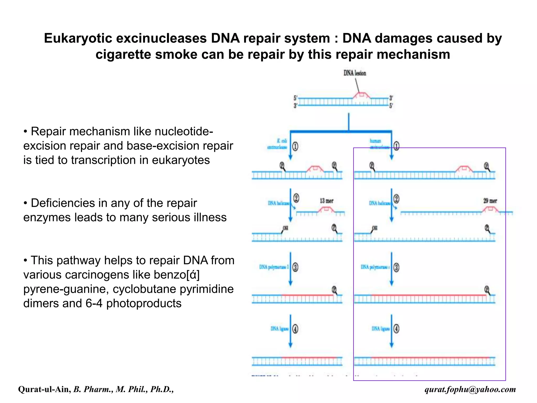 • Repair mechanism like nucleotide-
excision repair and base-excision repair
is tied to transcription in eukaryotes
• Deficiencies in any of the repair
enzymes leads to many serious illness
• This pathway helps to repair DNA from
various carcinogens like benzo[ά]
pyrene-guanine, cyclobutane pyrimidine
dimers and 6-4 photoproducts
Eukaryotic excinucleases DNA repair system : DNA damages caused by
cigarette smoke can be repair by this repair mechanism
Qurat-ul-Ain, B. Pharm., M. Phil., Ph.D., qurat.fophu@yahoo.com
 