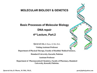 MOLECULAR BIOLOGY & GENETICS
Basic Processes of Molecular Biology
DNA repair
4rd Lecture, Part.2
Qurat-ul-Ain, B. Pharm., M. Phil., Ph.D.,
Visiting Assistant Professor
Department of Physical Therapy, Faculty of Health& Medical Sciences,
Hamdard University, Karachi, Pakistan
Assistant Professor
Department of Pharmaceutical Chemistry, Faculty of Pharmacy, Hamdard
University, Karachi, Pakistan.
Qurat-ul-Ain, B. Pharm., M. Phil., Ph.D., qurat.fophu@yahoo.com
 