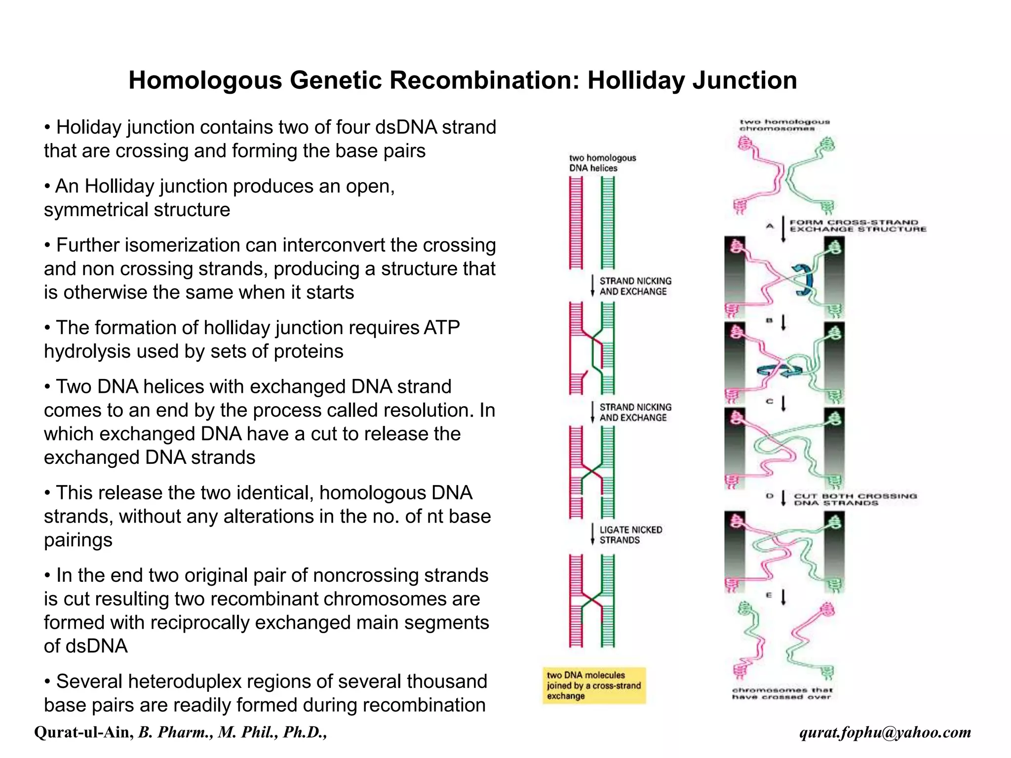 Homologous Genetic Recombination: Holliday Junction
• Holiday junction contains two of four dsDNA strand
that are crossing and forming the base pairs
• An Holliday junction produces an open,
symmetrical structure
• Further isomerization can interconvert the crossing
and non crossing strands, producing a structure that
is otherwise the same when it starts
• The formation of holliday junction requires ATP
hydrolysis used by sets of proteins
• Two DNA helices with exchanged DNA strand
comes to an end by the process called resolution. In
which exchanged DNA have a cut to release the
exchanged DNA strands
• This release the two identical, homologous DNA
strands, without any alterations in the no. of nt base
pairings
• In the end two original pair of noncrossing strands
is cut resulting two recombinant chromosomes are
formed with reciprocally exchanged main segments
of dsDNA
• Several heteroduplex regions of several thousand
base pairs are readily formed during recombination
Qurat-ul-Ain, B. Pharm., M. Phil., Ph.D., qurat.fophu@yahoo.com
 