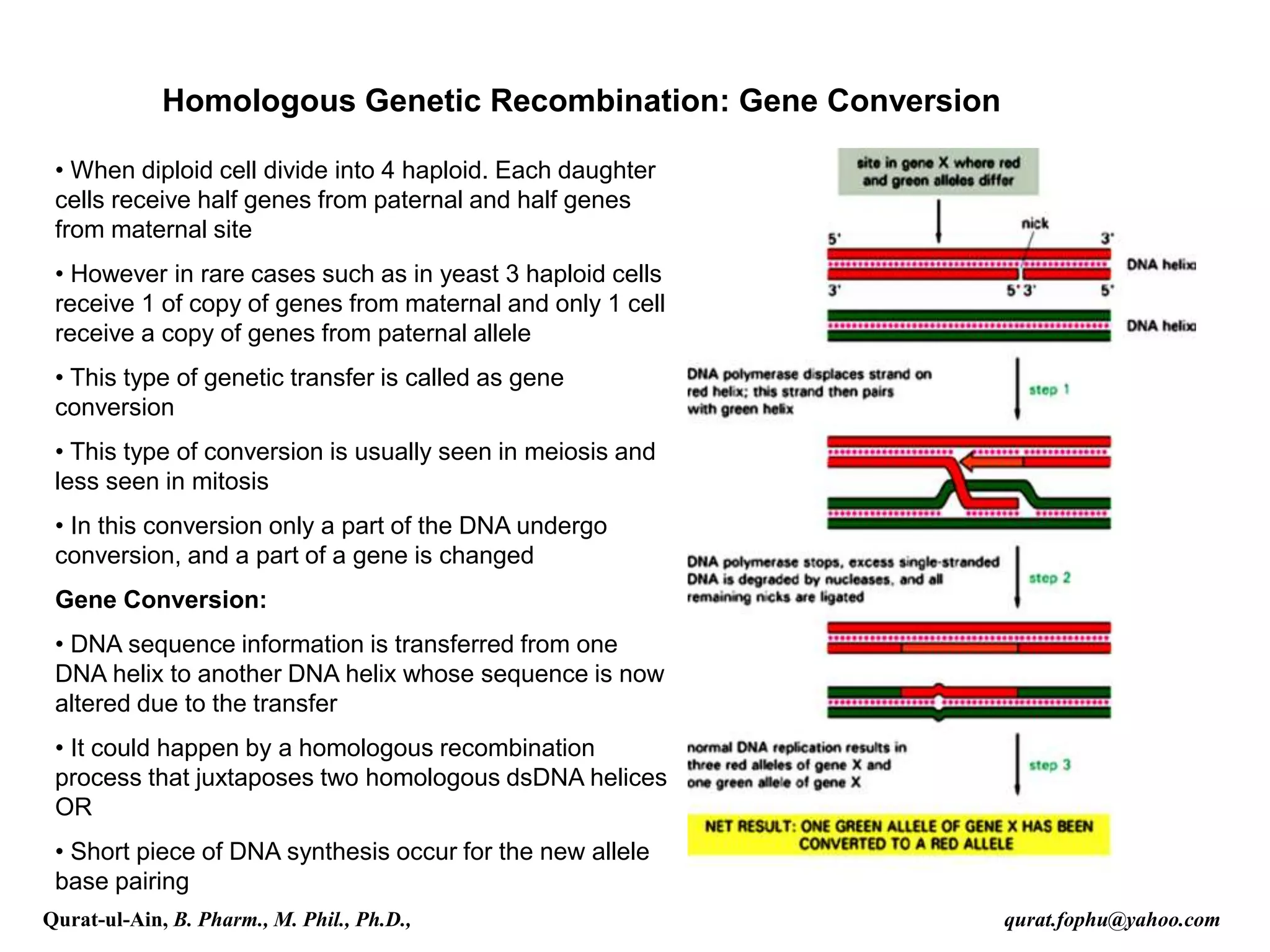 Homologous Genetic Recombination: Gene Conversion
• When diploid cell divide into 4 haploid. Each daughter
cells receive half genes from paternal and half genes
from maternal site
• However in rare cases such as in yeast 3 haploid cells
receive 1 of copy of genes from maternal and only 1 cell
receive a copy of genes from paternal allele
• This type of genetic transfer is called as gene
conversion
• This type of conversion is usually seen in meiosis and
less seen in mitosis
• In this conversion only a part of the DNA undergo
conversion, and a part of a gene is changed
Gene Conversion:
• DNA sequence information is transferred from one
DNA helix to another DNA helix whose sequence is now
altered due to the transfer
• It could happen by a homologous recombination
process that juxtaposes two homologous dsDNA helices
OR
• Short piece of DNA synthesis occur for the new allele
base pairing
Qurat-ul-Ain, B. Pharm., M. Phil., Ph.D., qurat.fophu@yahoo.com
 