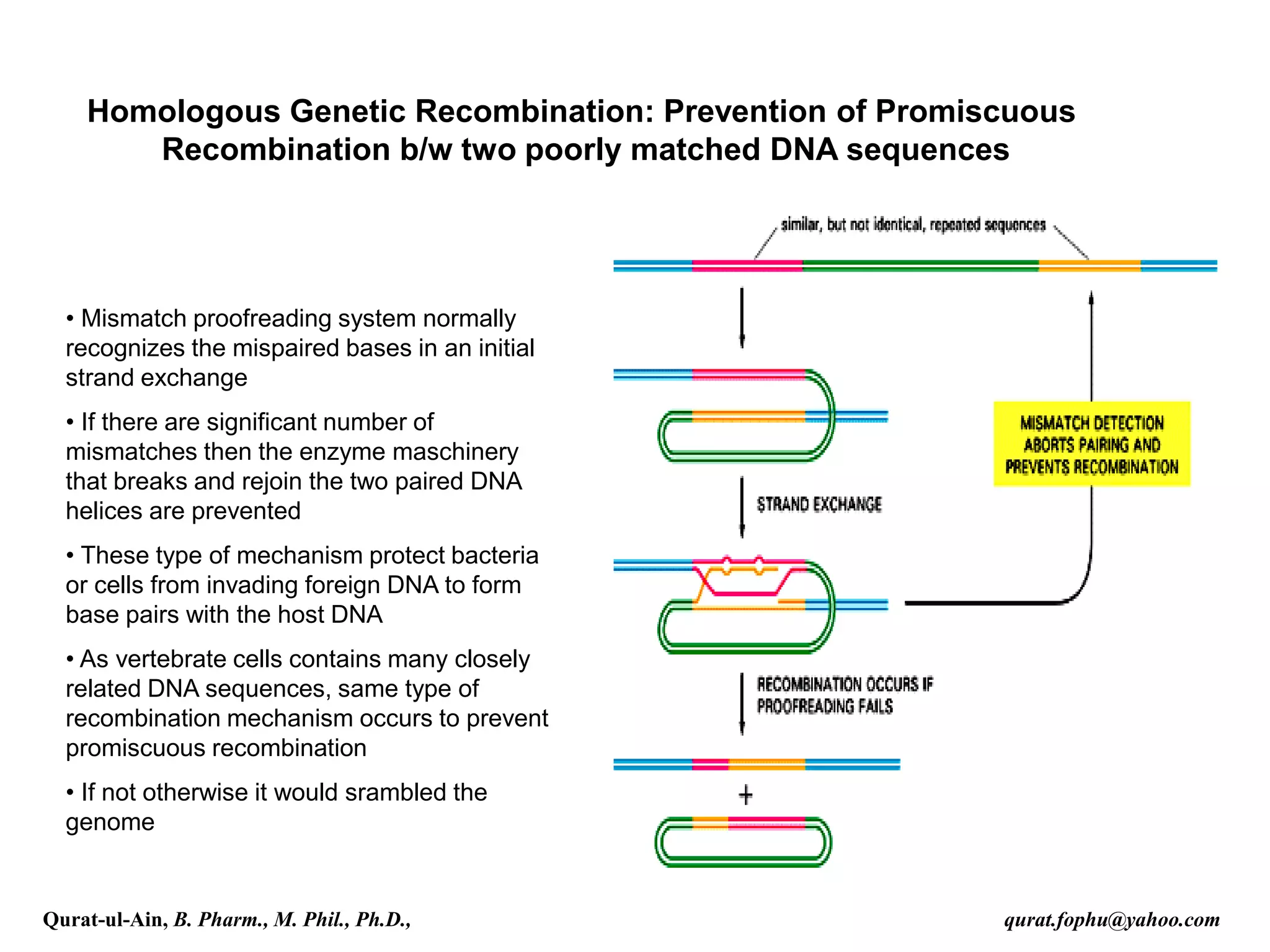 Homologous Genetic Recombination: Prevention of Promiscuous
Recombination b/w two poorly matched DNA sequences
• Mismatch proofreading system normally
recognizes the mispaired bases in an initial
strand exchange
• If there are significant number of
mismatches then the enzyme maschinery
that breaks and rejoin the two paired DNA
helices are prevented
• These type of mechanism protect bacteria
or cells from invading foreign DNA to form
base pairs with the host DNA
• As vertebrate cells contains many closely
related DNA sequences, same type of
recombination mechanism occurs to prevent
promiscuous recombination
• If not otherwise it would srambled the
genome
Qurat-ul-Ain, B. Pharm., M. Phil., Ph.D., qurat.fophu@yahoo.com
 