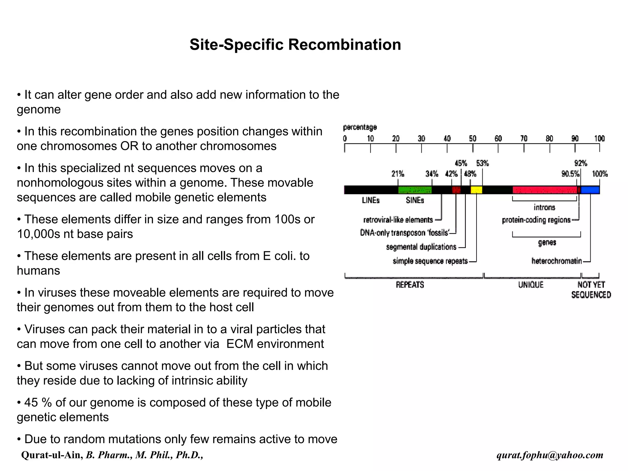 Site-Specific Recombination
• It can alter gene order and also add new information to the
genome
• In this recombination the genes position changes within
one chromosomes OR to another chromosomes
• In this specialized nt sequences moves on a
nonhomologous sites within a genome. These movable
sequences are called mobile genetic elements
• These elements differ in size and ranges from 100s or
10,000s nt base pairs
• These elements are present in all cells from E coli. to
humans
• In viruses these moveable elements are required to move
their genomes out from them to the host cell
• Viruses can pack their material in to a viral particles that
can move from one cell to another via ECM environment
• But some viruses cannot move out from the cell in which
they reside due to lacking of intrinsic ability
• 45 % of our genome is composed of these type of mobile
genetic elements
• Due to random mutations only few remains active to move
Qurat-ul-Ain, B. Pharm., M. Phil., Ph.D., qurat.fophu@yahoo.com
 