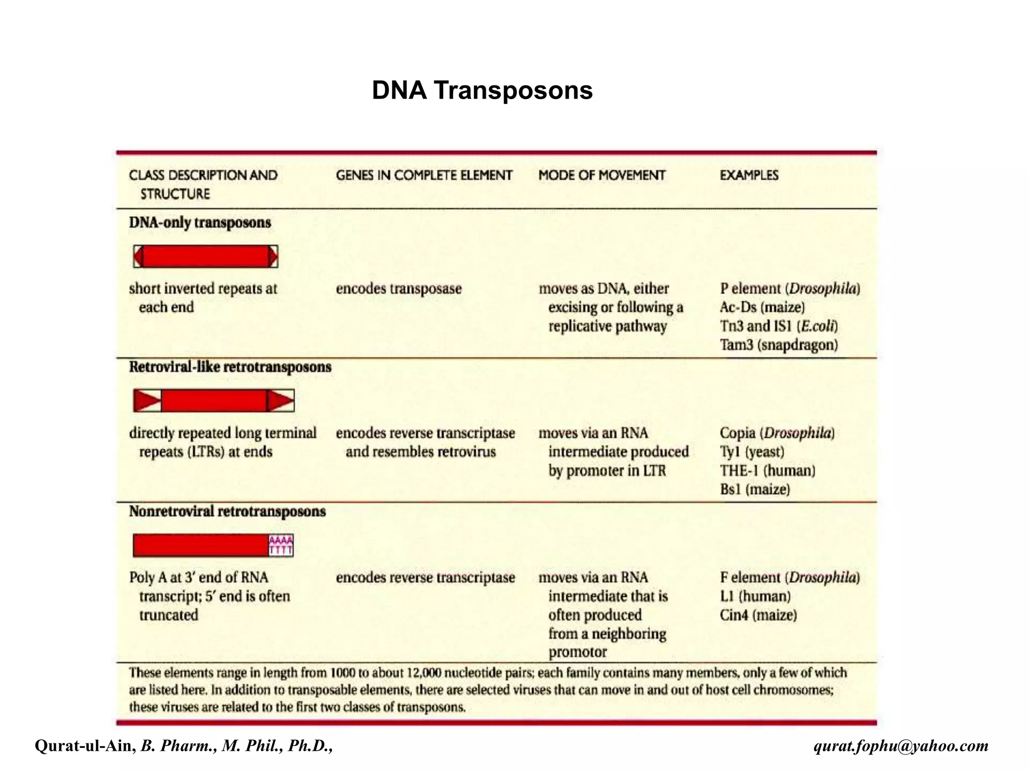 DNA Transposons
Qurat-ul-Ain, B. Pharm., M. Phil., Ph.D., qurat.fophu@yahoo.com
 