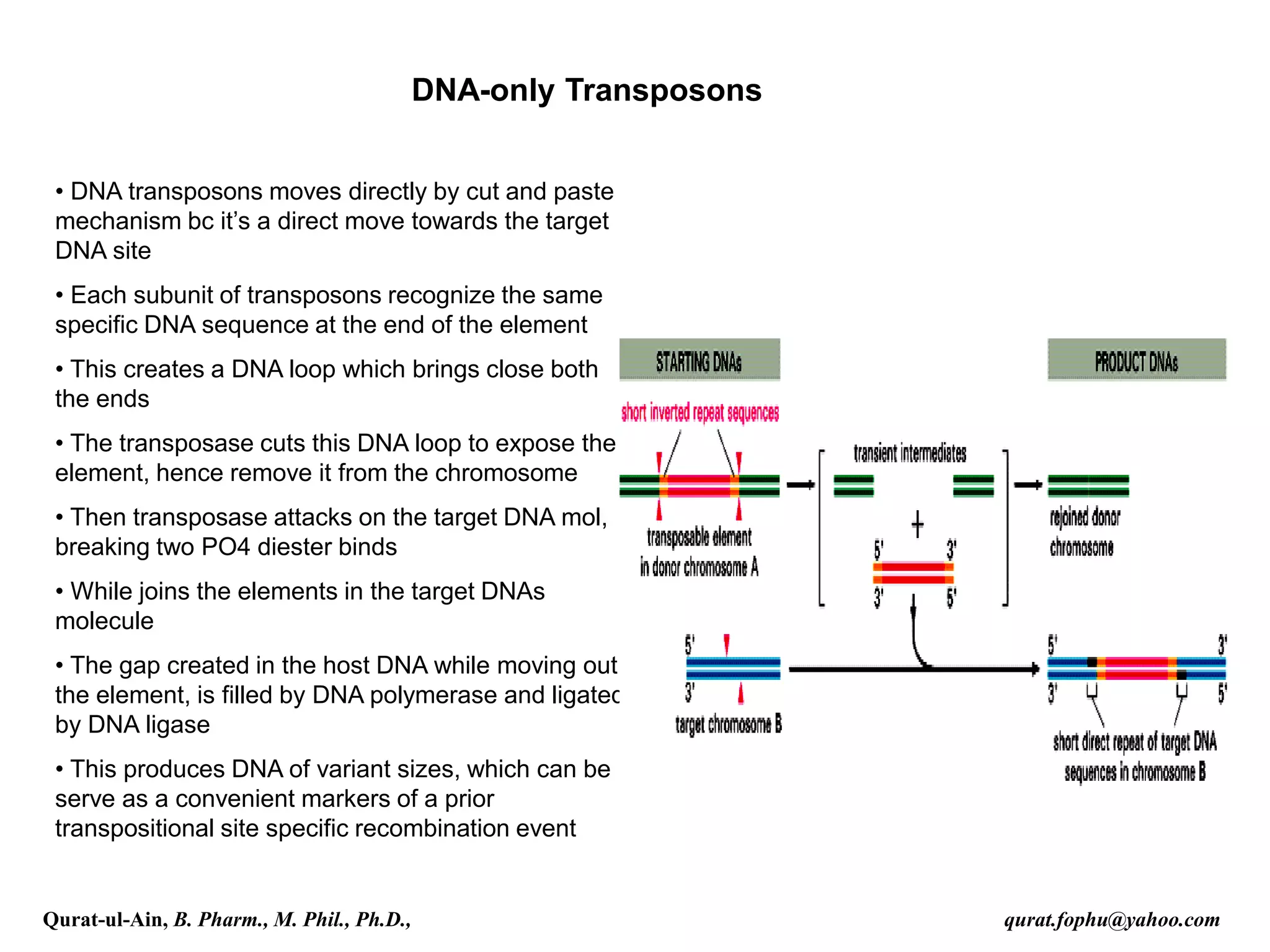 DNA-only Transposons
• DNA transposons moves directly by cut and paste
mechanism bc it’s a direct move towards the target
DNA site
• Each subunit of transposons recognize the same
specific DNA sequence at the end of the element
• This creates a DNA loop which brings close both
the ends
• The transposase cuts this DNA loop to expose the
element, hence remove it from the chromosome
• Then transposase attacks on the target DNA mol,
breaking two PO4 diester binds
• While joins the elements in the target DNAs
molecule
• The gap created in the host DNA while moving out
the element, is filled by DNA polymerase and ligated
by DNA ligase
• This produces DNA of variant sizes, which can be
serve as a convenient markers of a prior
transpositional site specific recombination event
Qurat-ul-Ain, B. Pharm., M. Phil., Ph.D., qurat.fophu@yahoo.com
 