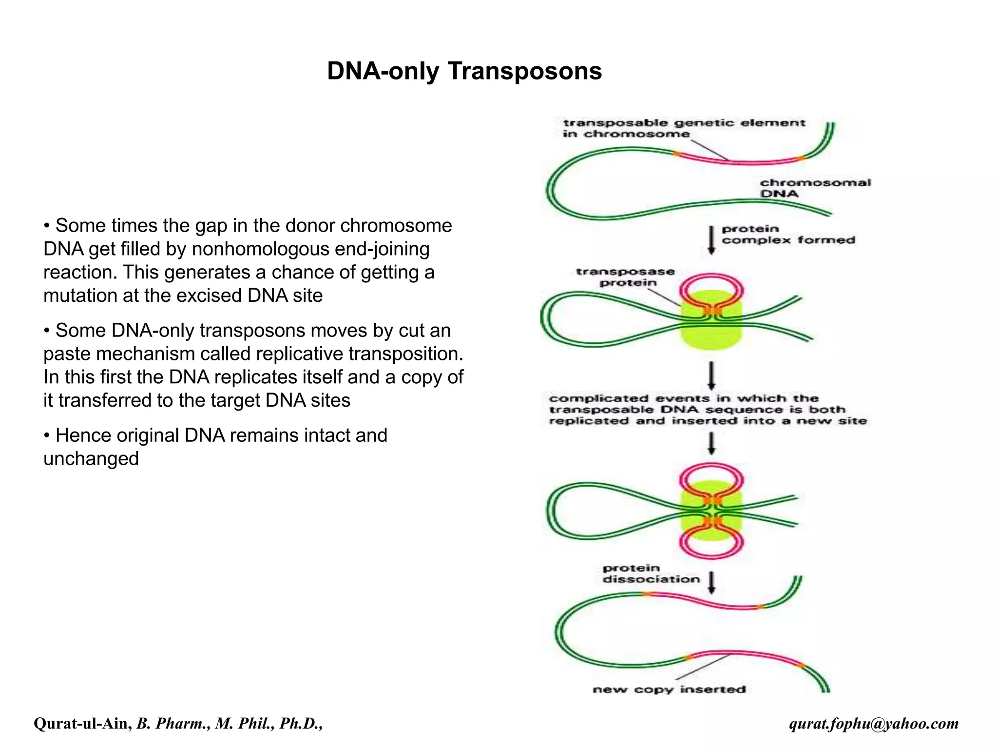 DNA-only Transposons
• Some times the gap in the donor chromosome
DNA get filled by nonhomologous end-joining
reaction. This generates a chance of getting a
mutation at the excised DNA site
• Some DNA-only transposons moves by cut an
paste mechanism called replicative transposition.
In this first the DNA replicates itself and a copy of
it transferred to the target DNA sites
• Hence original DNA remains intact and
unchanged
Qurat-ul-Ain, B. Pharm., M. Phil., Ph.D., qurat.fophu@yahoo.com
 