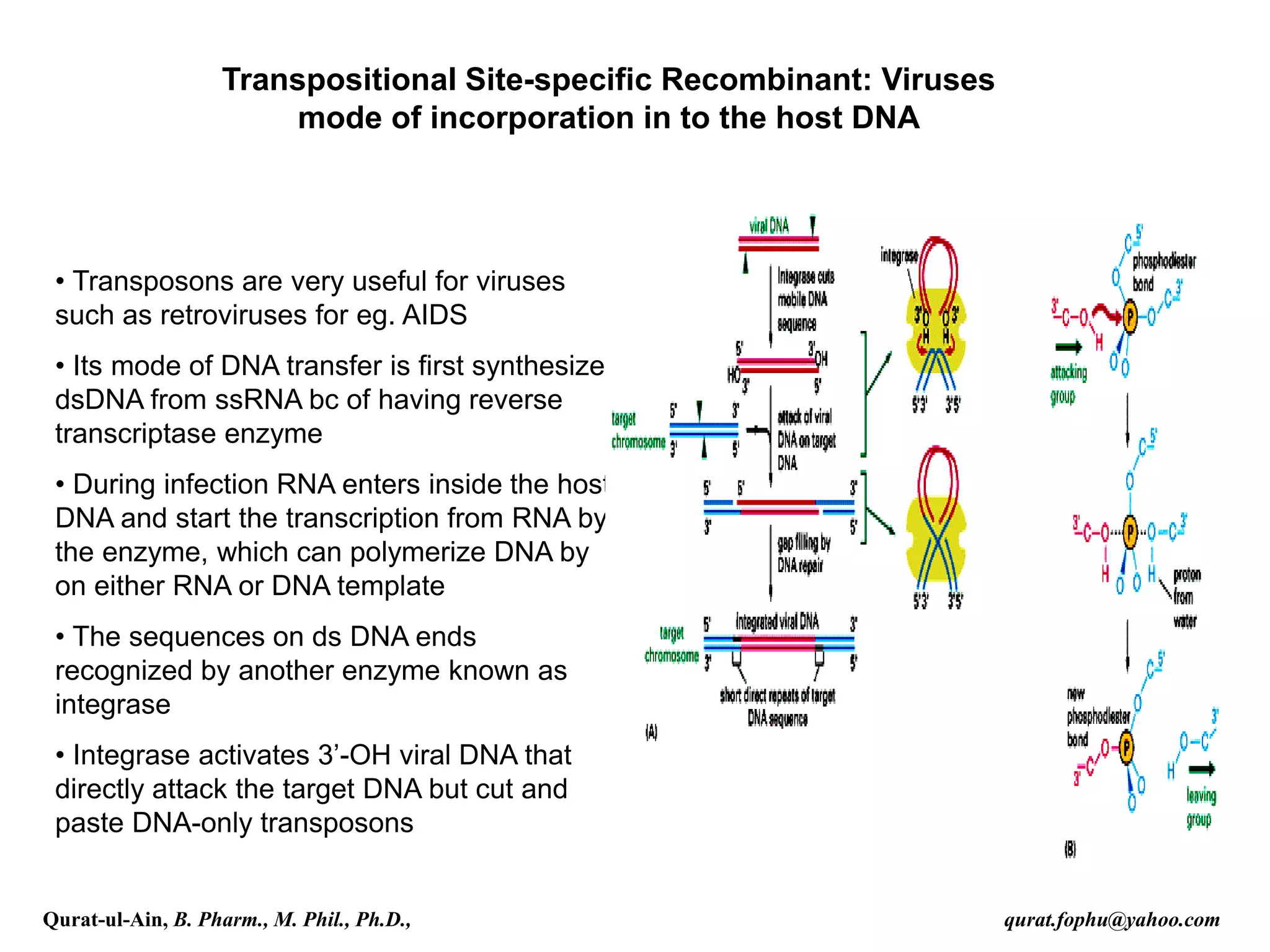 Transpositional Site-specific Recombinant: Viruses
mode of incorporation in to the host DNA
• Transposons are very useful for viruses
such as retroviruses for eg. AIDS
• Its mode of DNA transfer is first synthesize
dsDNA from ssRNA bc of having reverse
transcriptase enzyme
• During infection RNA enters inside the host
DNA and start the transcription from RNA by
the enzyme, which can polymerize DNA by
on either RNA or DNA template
• The sequences on ds DNA ends
recognized by another enzyme known as
integrase
• Integrase activates 3’-OH viral DNA that
directly attack the target DNA but cut and
paste DNA-only transposons
Qurat-ul-Ain, B. Pharm., M. Phil., Ph.D., qurat.fophu@yahoo.com
 