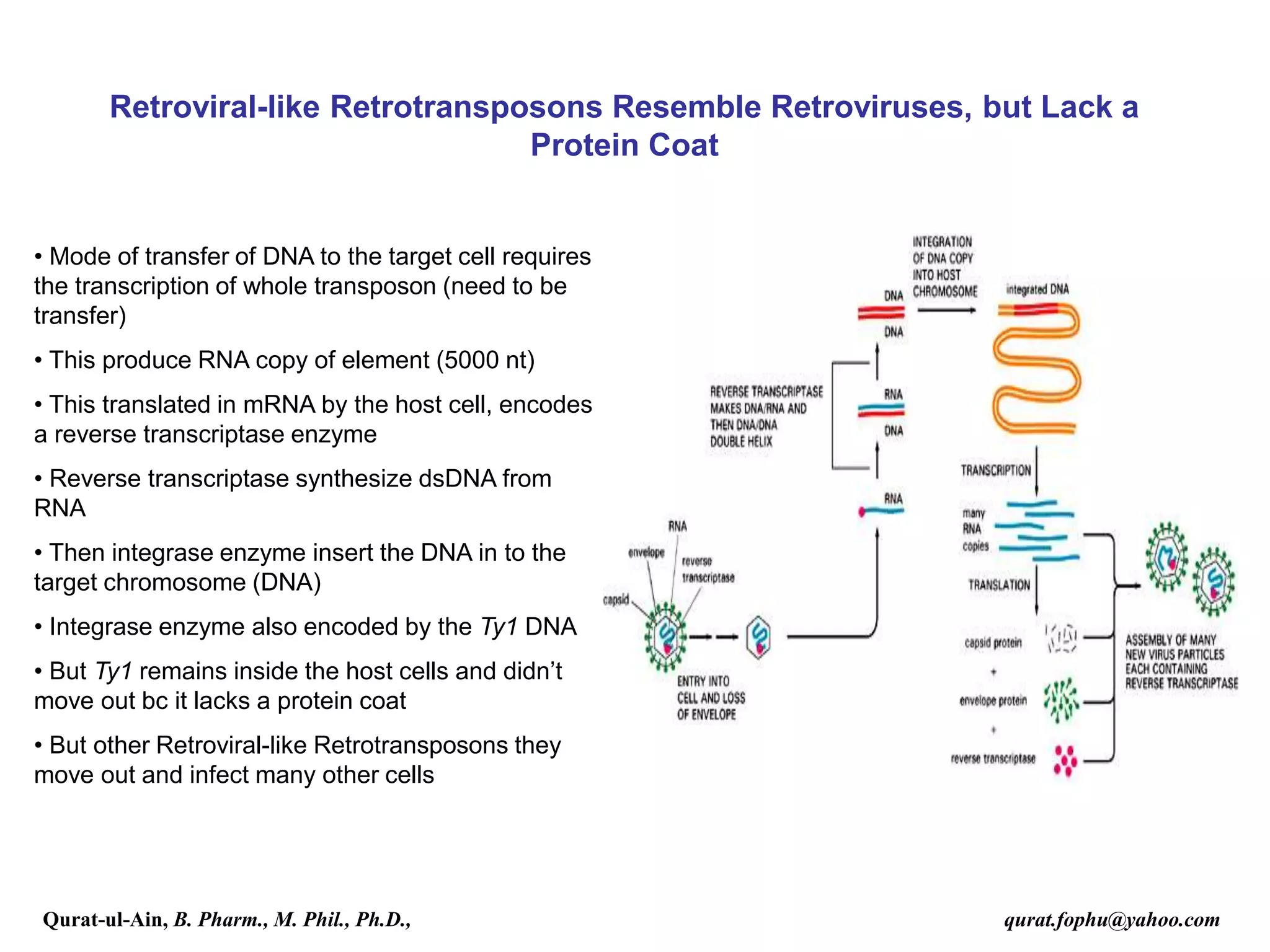 Retroviral-like Retrotransposons Resemble Retroviruses, but Lack a
Protein Coat
• Mode of transfer of DNA to the target cell requires
the transcription of whole transposon (need to be
transfer)
• This produce RNA copy of element (5000 nt)
• This translated in mRNA by the host cell, encodes
a reverse transcriptase enzyme
• Reverse transcriptase synthesize dsDNA from
RNA
• Then integrase enzyme insert the DNA in to the
target chromosome (DNA)
• Integrase enzyme also encoded by the Ty1 DNA
• But Ty1 remains inside the host cells and didn’t
move out bc it lacks a protein coat
• But other Retroviral-like Retrotransposons they
move out and infect many other cells
Qurat-ul-Ain, B. Pharm., M. Phil., Ph.D., qurat.fophu@yahoo.com
 