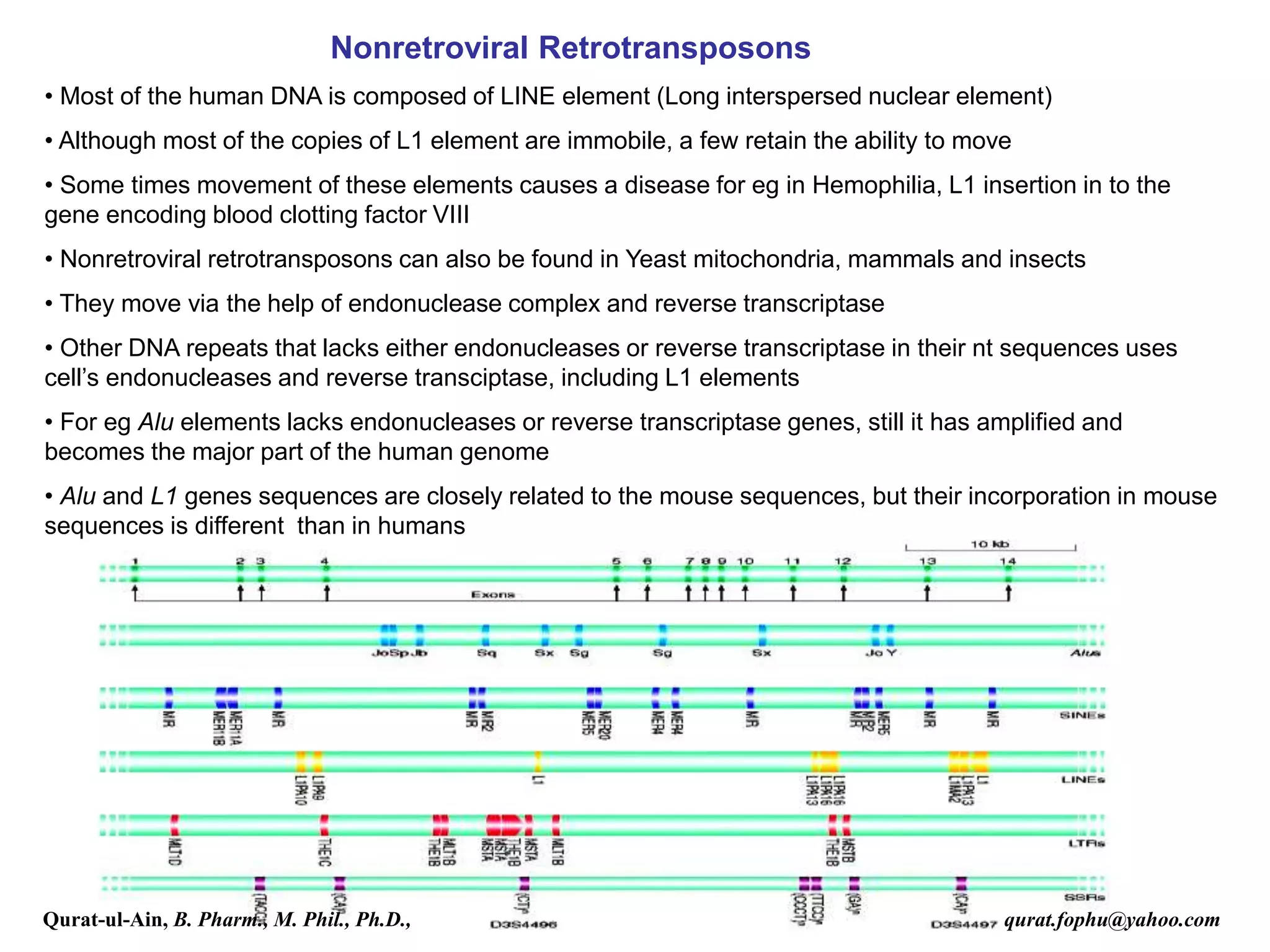 Nonretroviral Retrotransposons
• Most of the human DNA is composed of LINE element (Long interspersed nuclear element)
• Although most of the copies of L1 element are immobile, a few retain the ability to move
• Some times movement of these elements causes a disease for eg in Hemophilia, L1 insertion in to the
gene encoding blood clotting factor VIII
• Nonretroviral retrotransposons can also be found in Yeast mitochondria, mammals and insects
• They move via the help of endonuclease complex and reverse transcriptase
• Other DNA repeats that lacks either endonucleases or reverse transcriptase in their nt sequences uses
cell’s endonucleases and reverse transciptase, including L1 elements
• For eg Alu elements lacks endonucleases or reverse transcriptase genes, still it has amplified and
becomes the major part of the human genome
• Alu and L1 genes sequences are closely related to the mouse sequences, but their incorporation in mouse
sequences is different than in humans
Qurat-ul-Ain, B. Pharm., M. Phil., Ph.D., qurat.fophu@yahoo.com
 