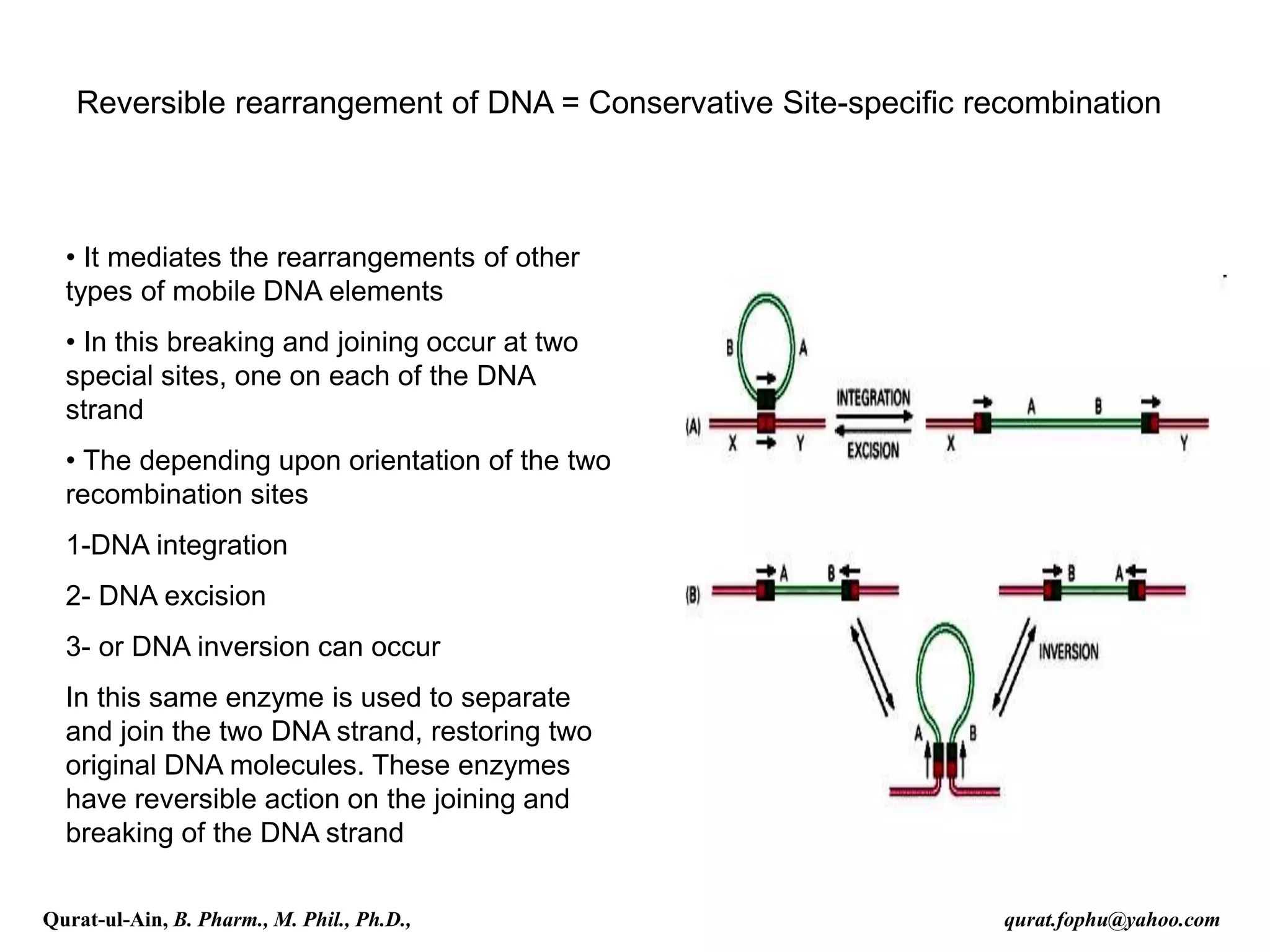 Reversible rearrangement of DNA = Conservative Site-specific recombination
• It mediates the rearrangements of other
types of mobile DNA elements
• In this breaking and joining occur at two
special sites, one on each of the DNA
strand
• The depending upon orientation of the two
recombination sites
1-DNA integration
2- DNA excision
3- or DNA inversion can occur
In this same enzyme is used to separate
and join the two DNA strand, restoring two
original DNA molecules. These enzymes
have reversible action on the joining and
breaking of the DNA strand
Qurat-ul-Ain, B. Pharm., M. Phil., Ph.D., qurat.fophu@yahoo.com
 