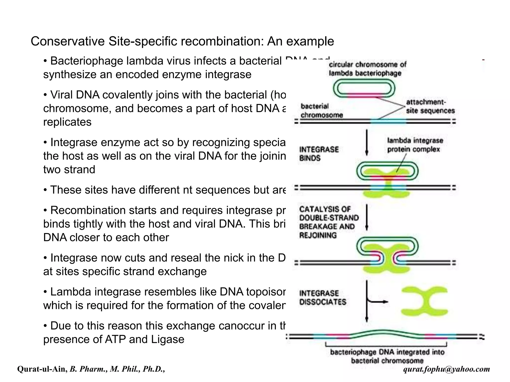 Conservative Site-specific recombination: An example
• Bacteriophage lambda virus infects a bacterial DNA and
synthesize an encoded enzyme integrase
• Viral DNA covalently joins with the bacterial (host)
chromosome, and becomes a part of host DNA and
replicates
• Integrase enzyme act so by recognizing special site on
the host as well as on the viral DNA for the joining of the
two strand
• These sites have different nt sequences but are related
• Recombination starts and requires integrase proteins to
binds tightly with the host and viral DNA. This brings both
DNA closer to each other
• Integrase now cuts and reseal the nick in the DNA strands
at sites specific strand exchange
• Lambda integrase resembles like DNA topoisomerase,
which is required for the formation of the covalent linkages
• Due to this reason this exchange canoccur in the
presence of ATP and Ligase
Qurat-ul-Ain, B. Pharm., M. Phil., Ph.D., qurat.fophu@yahoo.com
 