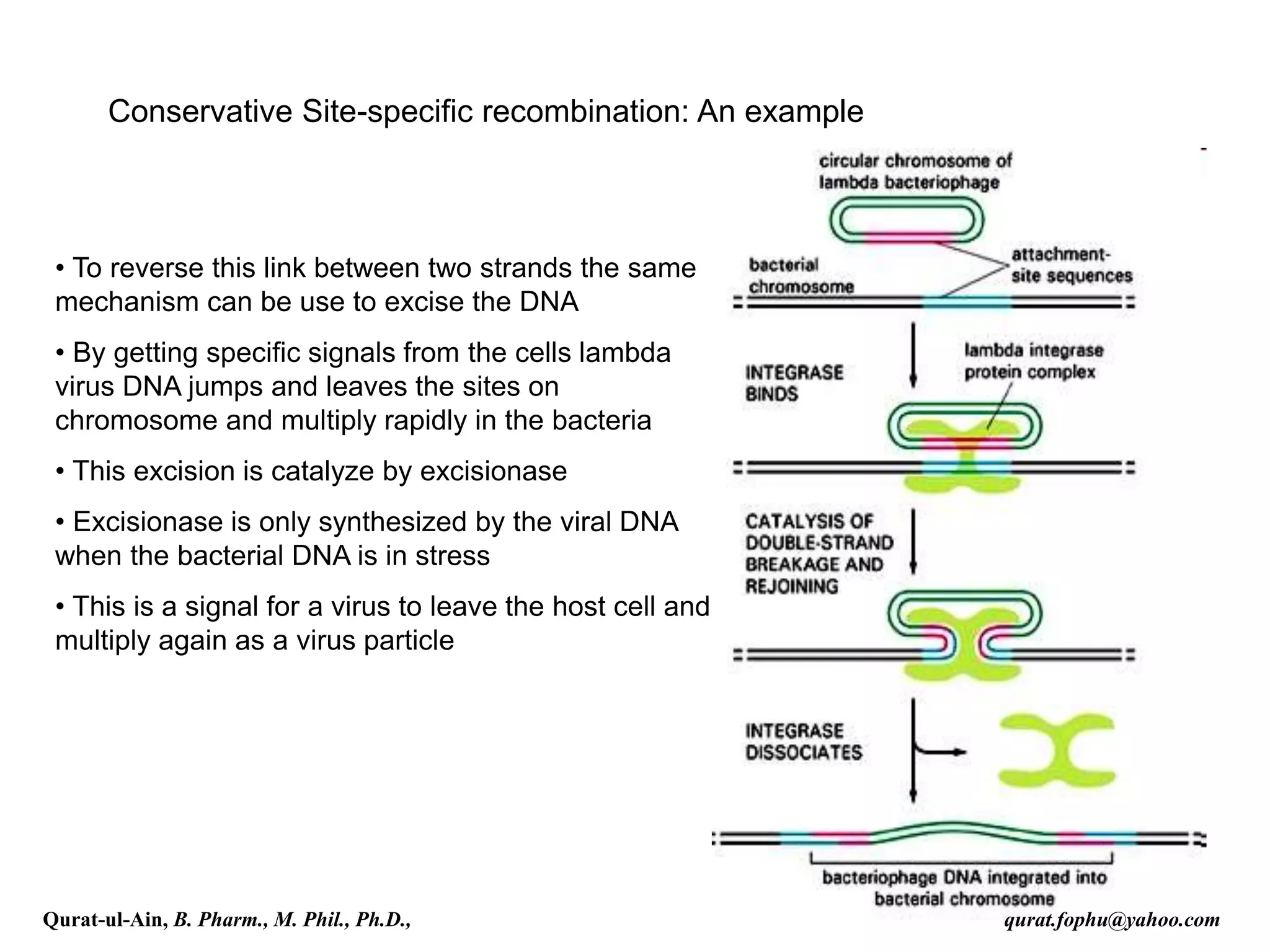• To reverse this link between two strands the same
mechanism can be use to excise the DNA
• By getting specific signals from the cells lambda
virus DNA jumps and leaves the sites on
chromosome and multiply rapidly in the bacteria
• This excision is catalyze by excisionase
• Excisionase is only synthesized by the viral DNA
when the bacterial DNA is in stress
• This is a signal for a virus to leave the host cell and
multiply again as a virus particle
Conservative Site-specific recombination: An example
Qurat-ul-Ain, B. Pharm., M. Phil., Ph.D., qurat.fophu@yahoo.com
 