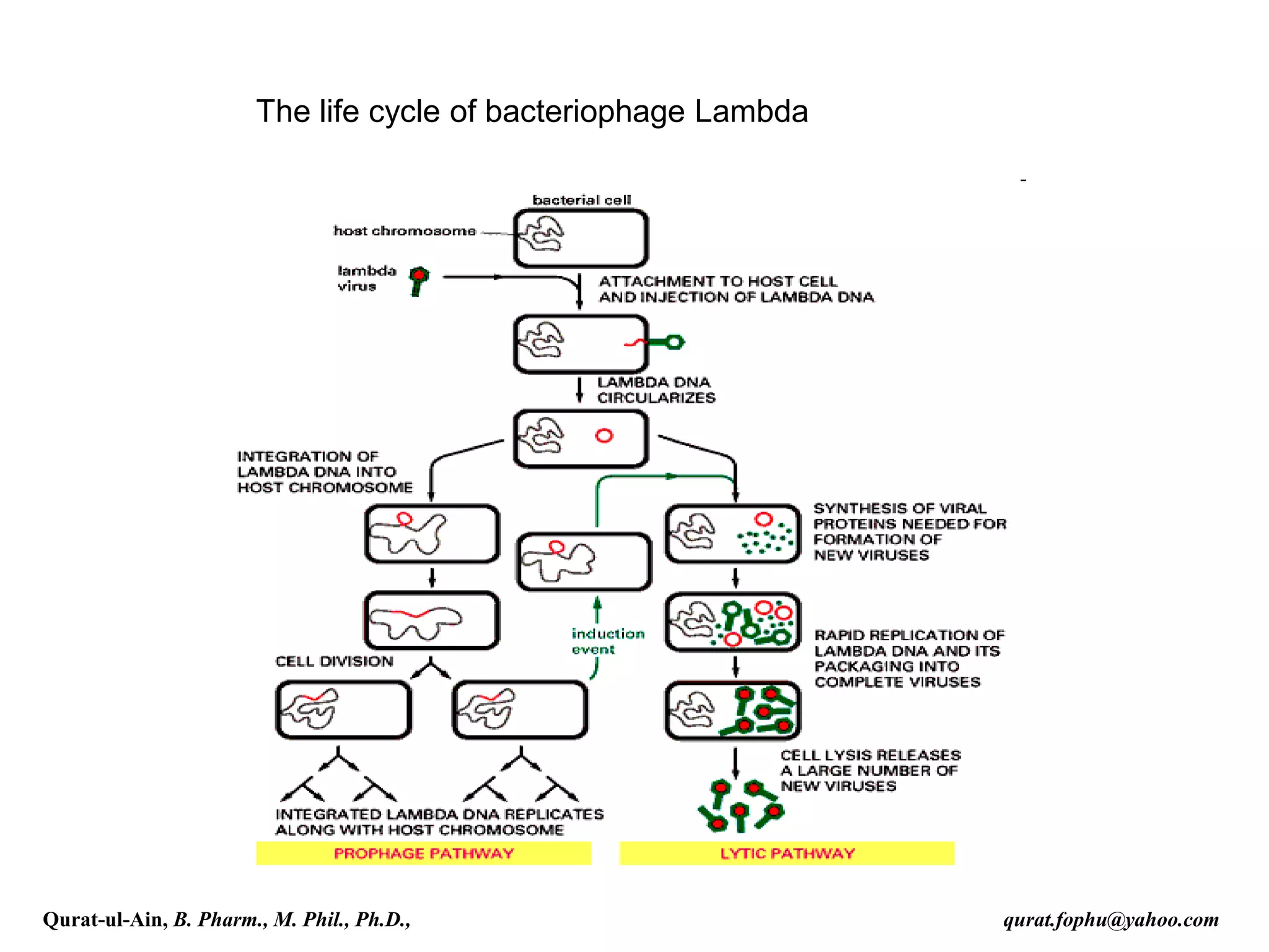 The life cycle of bacteriophage Lambda
Qurat-ul-Ain, B. Pharm., M. Phil., Ph.D., qurat.fophu@yahoo.com
 