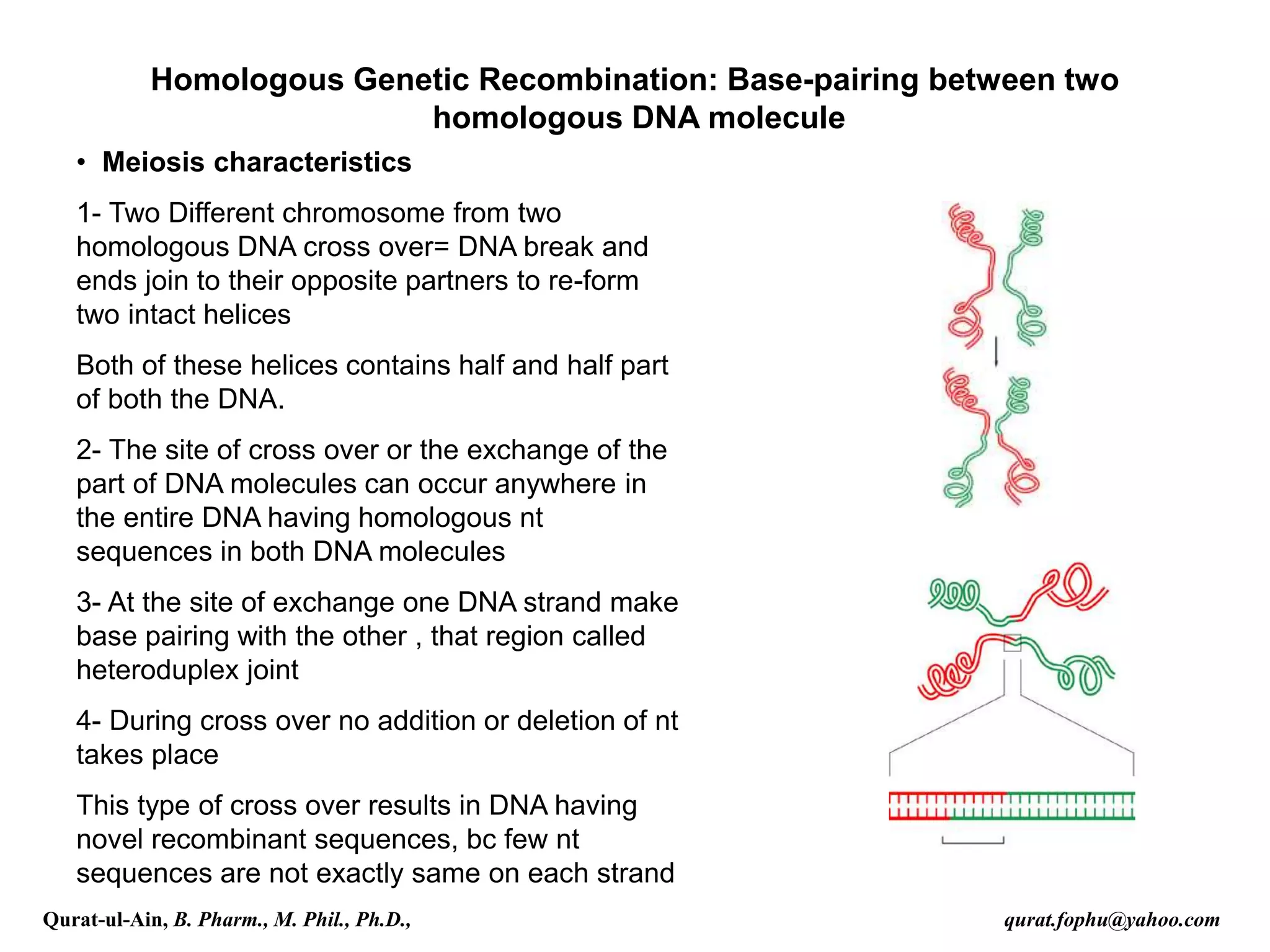Homologous Genetic Recombination: Base-pairing between two
homologous DNA molecule
• Meiosis characteristics
1- Two Different chromosome from two
homologous DNA cross over= DNA break and
ends join to their opposite partners to re-form
two intact helices
Both of these helices contains half and half part
of both the DNA.
2- The site of cross over or the exchange of the
part of DNA molecules can occur anywhere in
the entire DNA having homologous nt
sequences in both DNA molecules
3- At the site of exchange one DNA strand make
base pairing with the other , that region called
heteroduplex joint
4- During cross over no addition or deletion of nt
takes place
This type of cross over results in DNA having
novel recombinant sequences, bc few nt
sequences are not exactly same on each strand
Qurat-ul-Ain, B. Pharm., M. Phil., Ph.D., qurat.fophu@yahoo.com
 