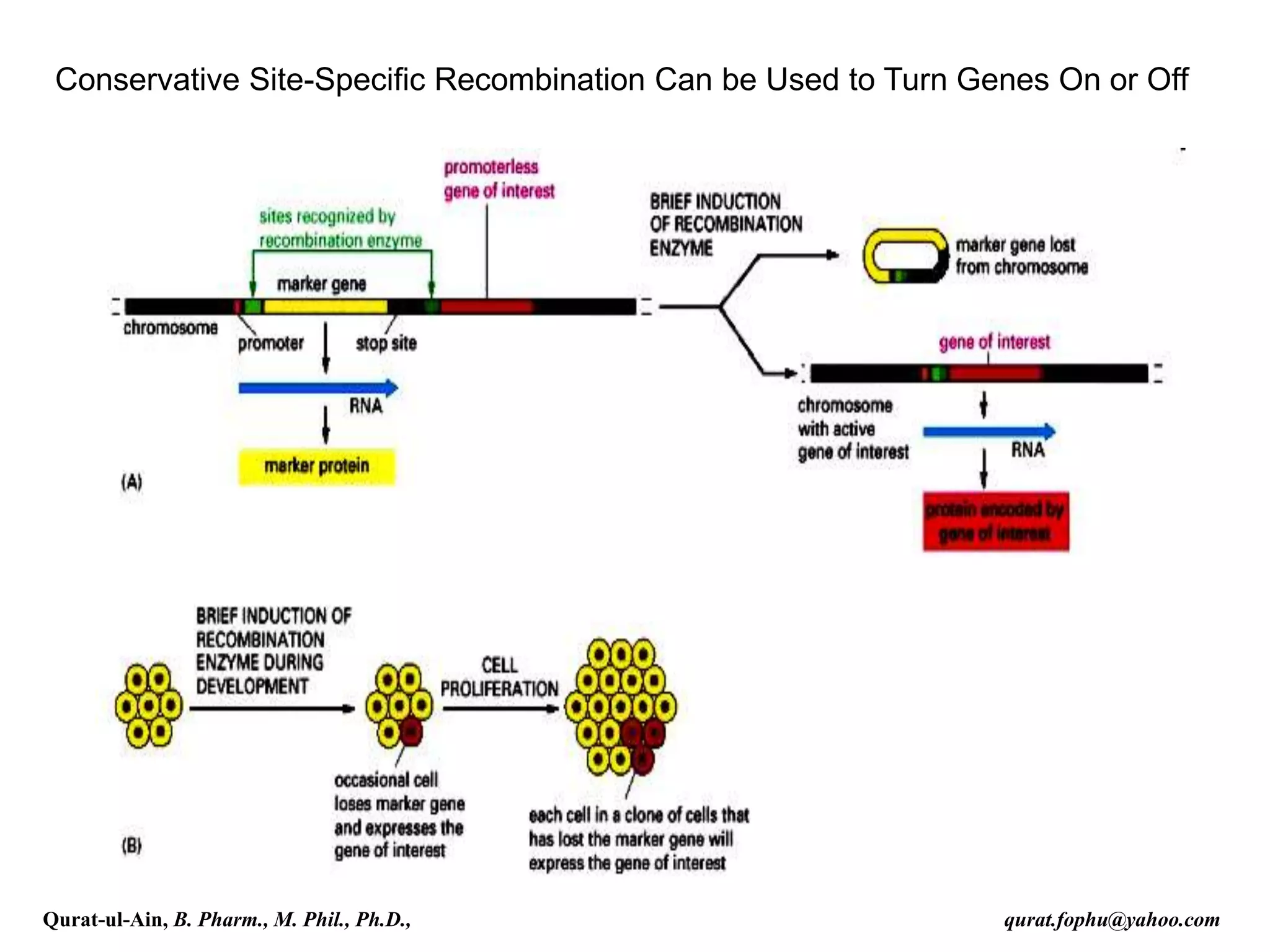 Conservative Site-Specific Recombination Can be Used to Turn Genes On or Off
Qurat-ul-Ain, B. Pharm., M. Phil., Ph.D., qurat.fophu@yahoo.com
 