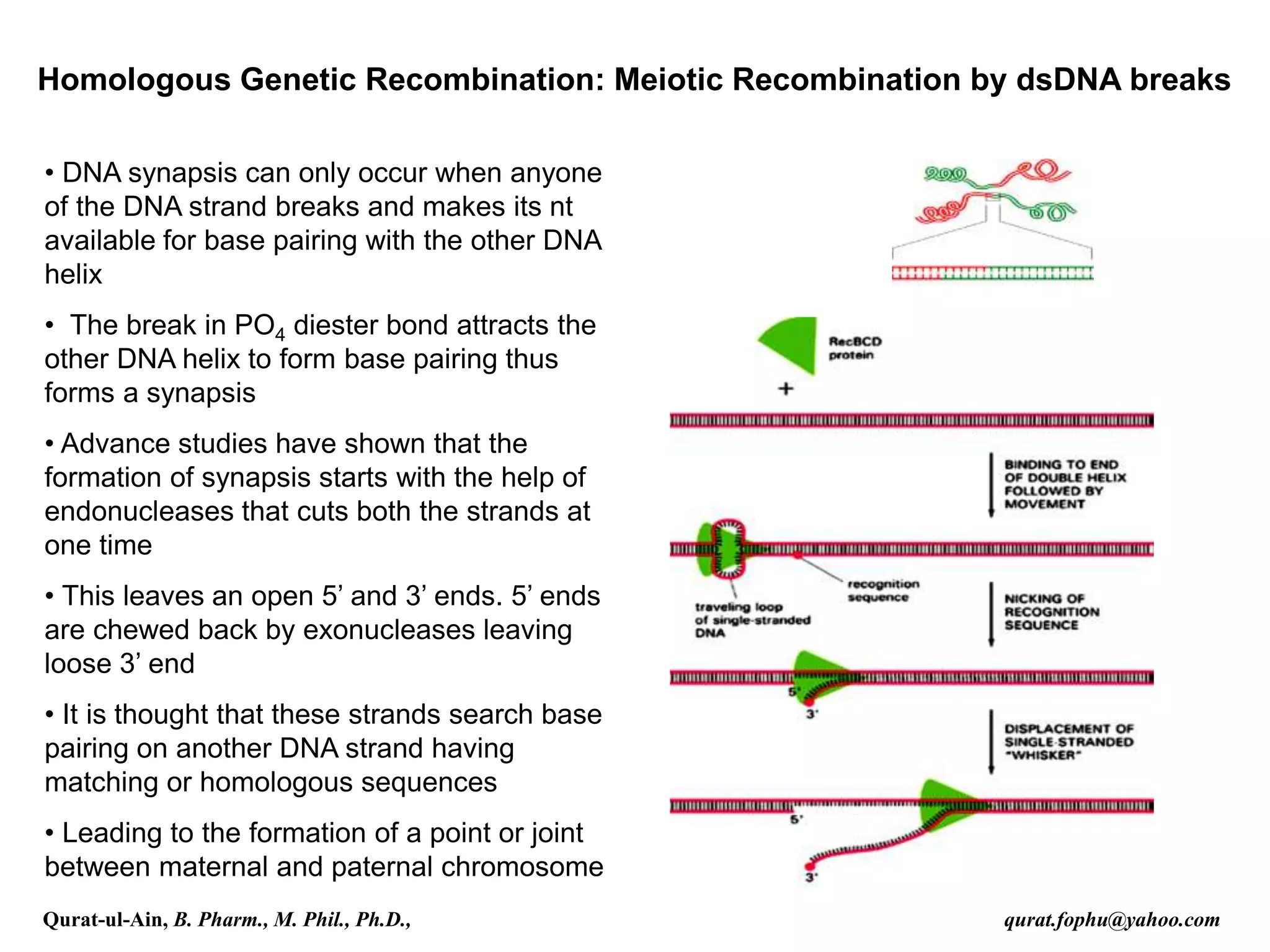 Homologous Genetic Recombination: Meiotic Recombination by dsDNA breaks
• DNA synapsis can only occur when anyone
of the DNA strand breaks and makes its nt
available for base pairing with the other DNA
helix
• The break in PO4 diester bond attracts the
other DNA helix to form base pairing thus
forms a synapsis
• Advance studies have shown that the
formation of synapsis starts with the help of
endonucleases that cuts both the strands at
one time
• This leaves an open 5’ and 3’ ends. 5’ ends
are chewed back by exonucleases leaving
loose 3’ end
• It is thought that these strands search base
pairing on another DNA strand having
matching or homologous sequences
• Leading to the formation of a point or joint
between maternal and paternal chromosome
Qurat-ul-Ain, B. Pharm., M. Phil., Ph.D., qurat.fophu@yahoo.com
 