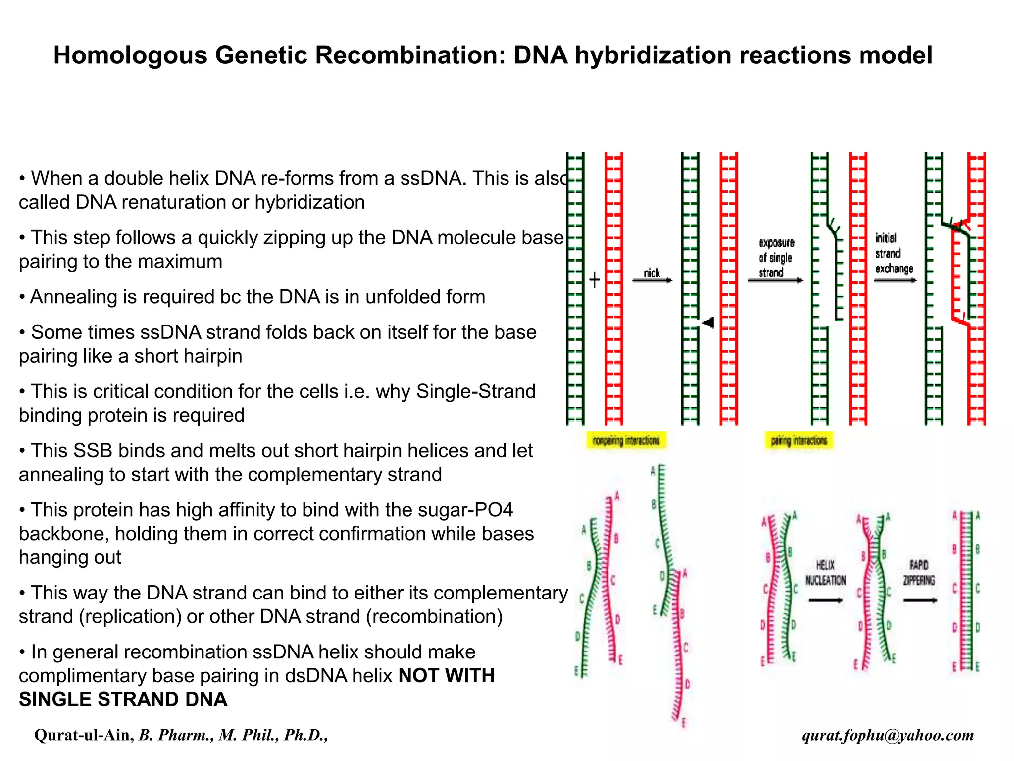 Homologous Genetic Recombination: DNA hybridization reactions model
• When a double helix DNA re-forms from a ssDNA. This is also
called DNA renaturation or hybridization
• This step follows a quickly zipping up the DNA molecule base
pairing to the maximum
• Annealing is required bc the DNA is in unfolded form
• Some times ssDNA strand folds back on itself for the base
pairing like a short hairpin
• This is critical condition for the cells i.e. why Single-Strand
binding protein is required
• This SSB binds and melts out short hairpin helices and let
annealing to start with the complementary strand
• This protein has high affinity to bind with the sugar-PO4
backbone, holding them in correct confirmation while bases
hanging out
• This way the DNA strand can bind to either its complementary
strand (replication) or other DNA strand (recombination)
• In general recombination ssDNA helix should make
complimentary base pairing in dsDNA helix NOT WITH
SINGLE STRAND DNA
Qurat-ul-Ain, B. Pharm., M. Phil., Ph.D., qurat.fophu@yahoo.com
 