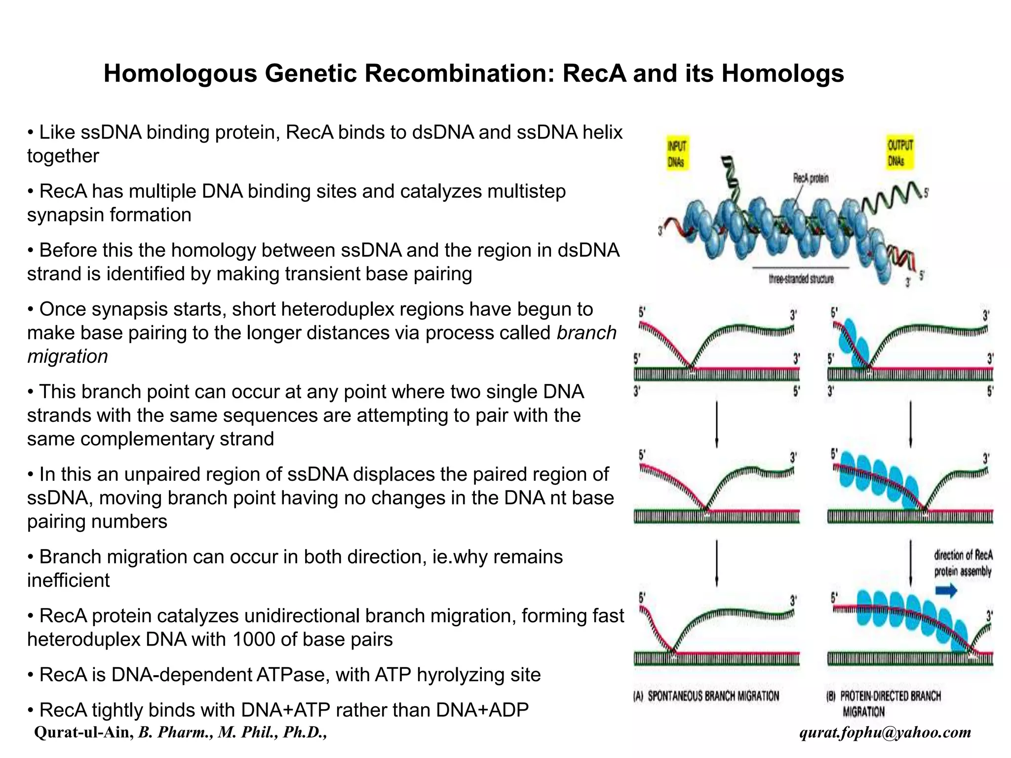 Homologous Genetic Recombination: RecA and its Homologs
• Like ssDNA binding protein, RecA binds to dsDNA and ssDNA helix
together
• RecA has multiple DNA binding sites and catalyzes multistep
synapsin formation
• Before this the homology between ssDNA and the region in dsDNA
strand is identified by making transient base pairing
• Once synapsis starts, short heteroduplex regions have begun to
make base pairing to the longer distances via process called branch
migration
• This branch point can occur at any point where two single DNA
strands with the same sequences are attempting to pair with the
same complementary strand
• In this an unpaired region of ssDNA displaces the paired region of
ssDNA, moving branch point having no changes in the DNA nt base
pairing numbers
• Branch migration can occur in both direction, ie.why remains
inefficient
• RecA protein catalyzes unidirectional branch migration, forming fast
heteroduplex DNA with 1000 of base pairs
• RecA is DNA-dependent ATPase, with ATP hyrolyzing site
• RecA tightly binds with DNA+ATP rather than DNA+ADP
Qurat-ul-Ain, B. Pharm., M. Phil., Ph.D., qurat.fophu@yahoo.com
 