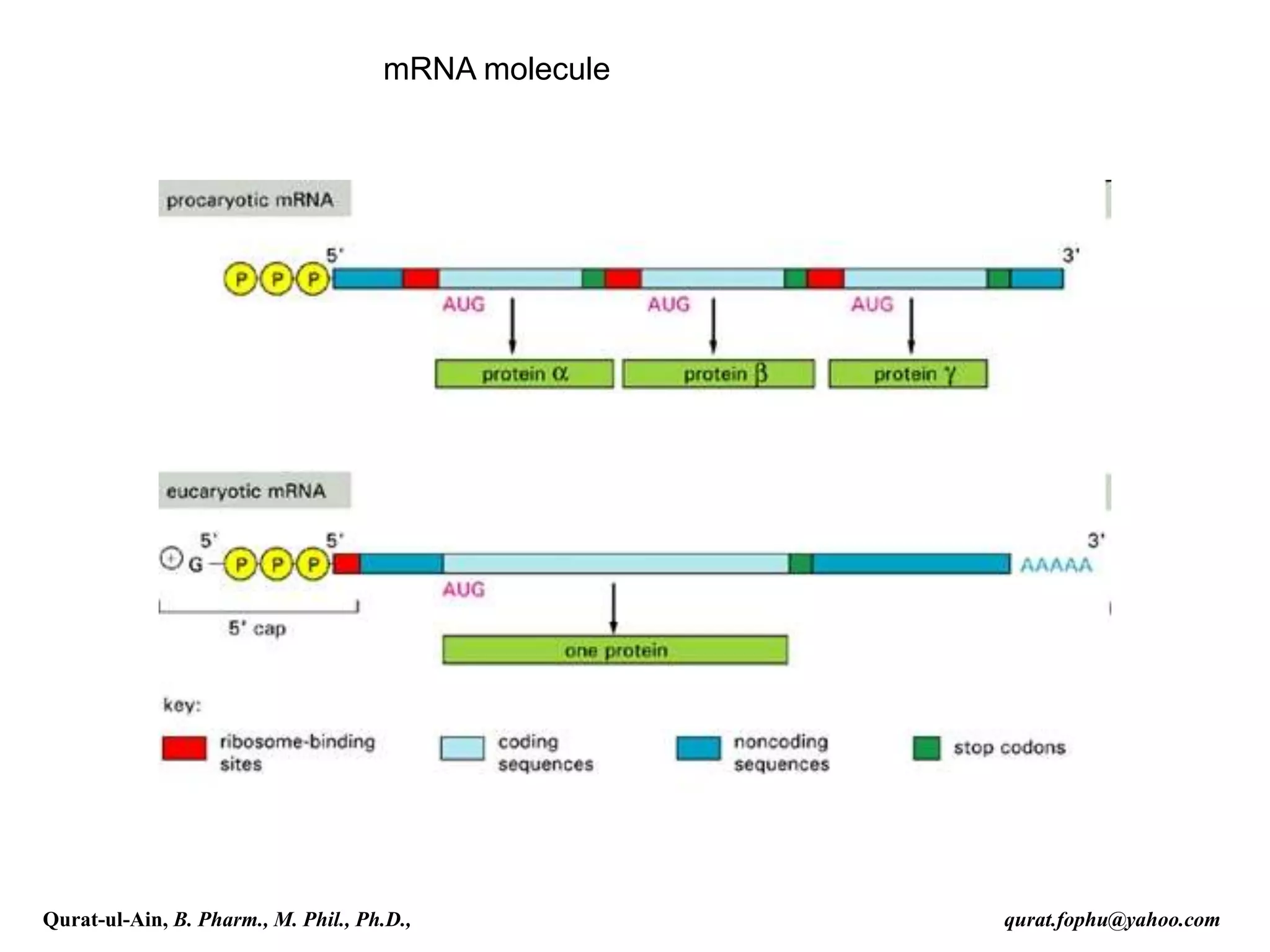 mRNA molecule
Qurat-ul-Ain, B. Pharm., M. Phil., Ph.D., qurat.fophu@yahoo.com
 