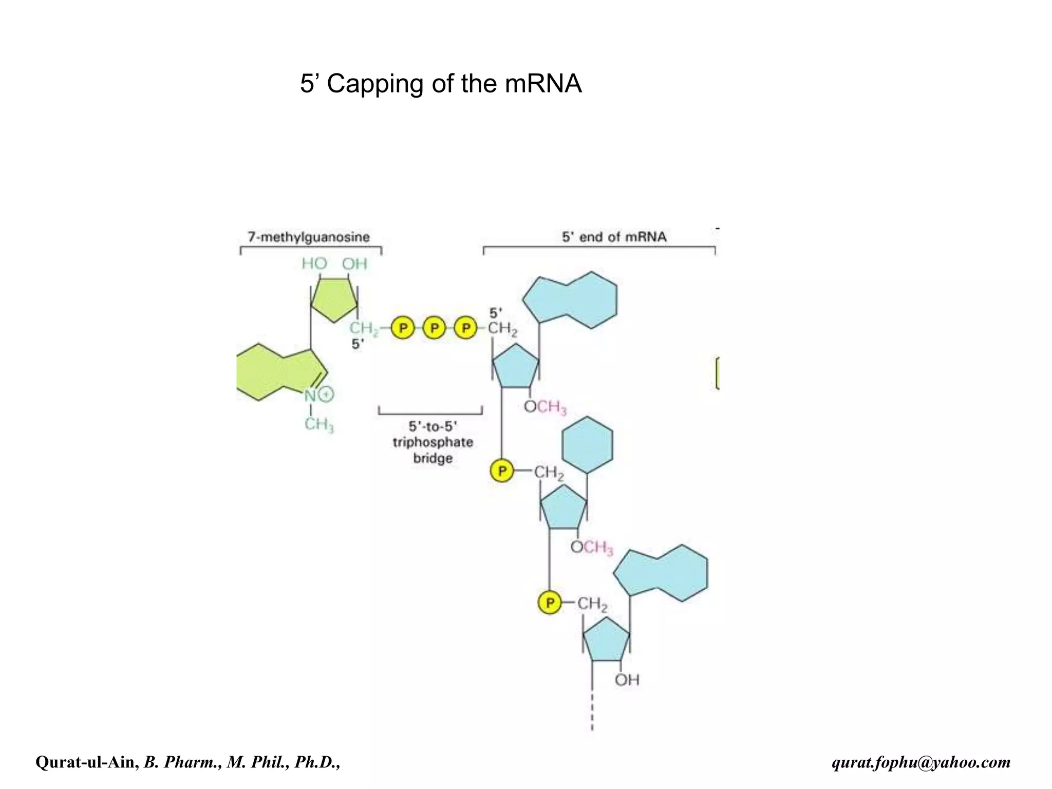 5’ Capping of the mRNA
Qurat-ul-Ain, B. Pharm., M. Phil., Ph.D., qurat.fophu@yahoo.com
 