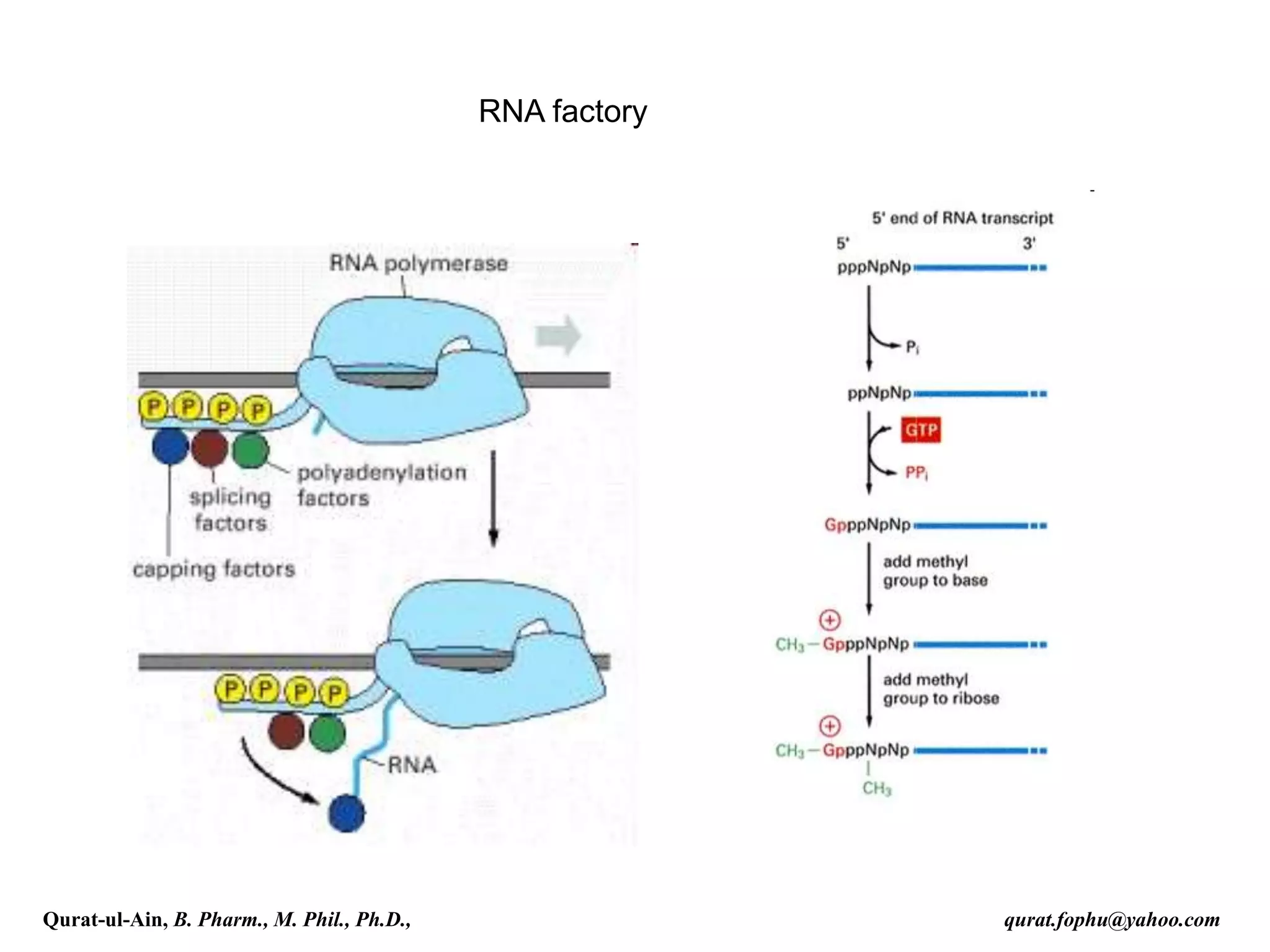 RNA factory
Qurat-ul-Ain, B. Pharm., M. Phil., Ph.D., qurat.fophu@yahoo.com
 