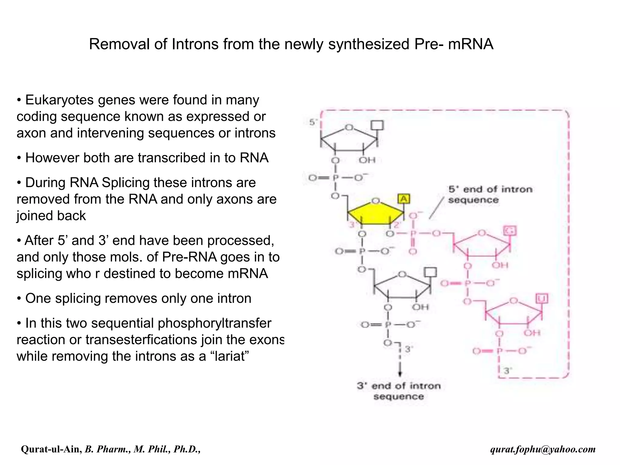 Removal of Introns from the newly synthesized Pre- mRNA
• Eukaryotes genes were found in many
coding sequence known as expressed or
axon and intervening sequences or introns
• However both are transcribed in to RNA
• During RNA Splicing these introns are
removed from the RNA and only axons are
joined back
• After 5’ and 3’ end have been processed,
and only those mols. of Pre-RNA goes in to
splicing who r destined to become mRNA
• One splicing removes only one intron
• In this two sequential phosphoryltransfer
reaction or transesterfications join the exons
while removing the introns as a “lariat”
Qurat-ul-Ain, B. Pharm., M. Phil., Ph.D., qurat.fophu@yahoo.com
 