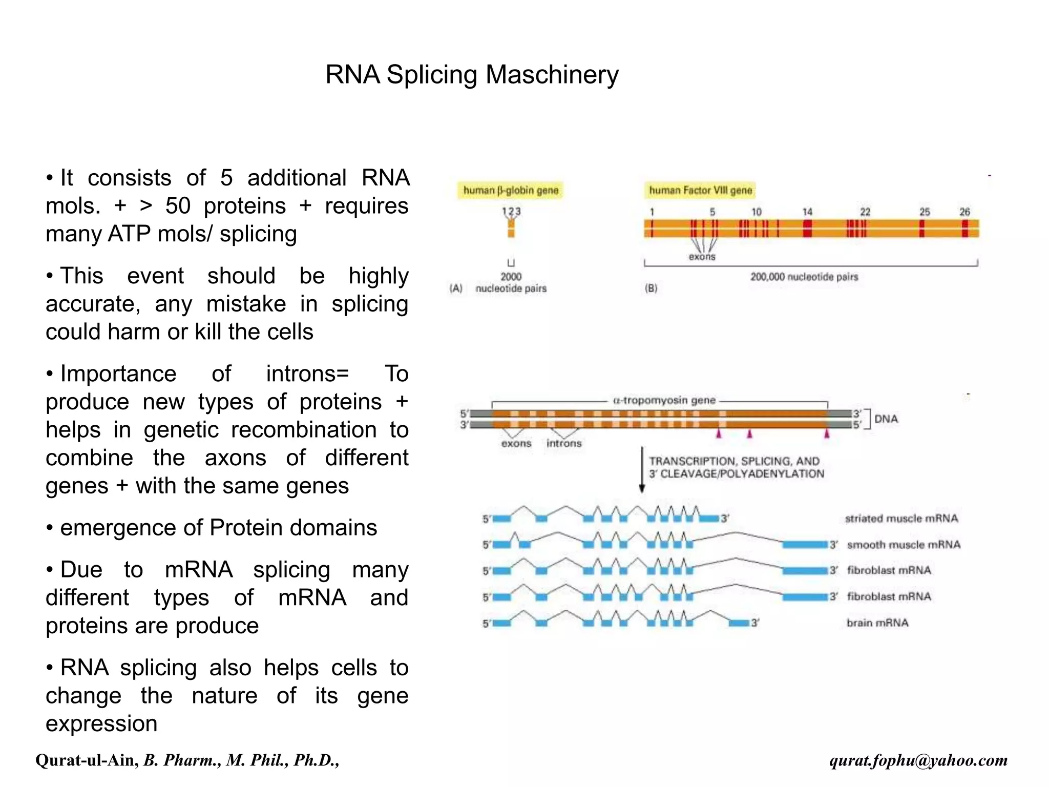 RNA Splicing Maschinery
• It consists of 5 additional RNA
mols. + > 50 proteins + requires
many ATP mols/ splicing
• This event should be highly
accurate, any mistake in splicing
could harm or kill the cells
• Importance of introns= To
produce new types of proteins +
helps in genetic recombination to
combine the axons of different
genes + with the same genes
• emergence of Protein domains
• Due to mRNA splicing many
different types of mRNA and
proteins are produce
• RNA splicing also helps cells to
change the nature of its gene
expression
Qurat-ul-Ain, B. Pharm., M. Phil., Ph.D., qurat.fophu@yahoo.com
 
